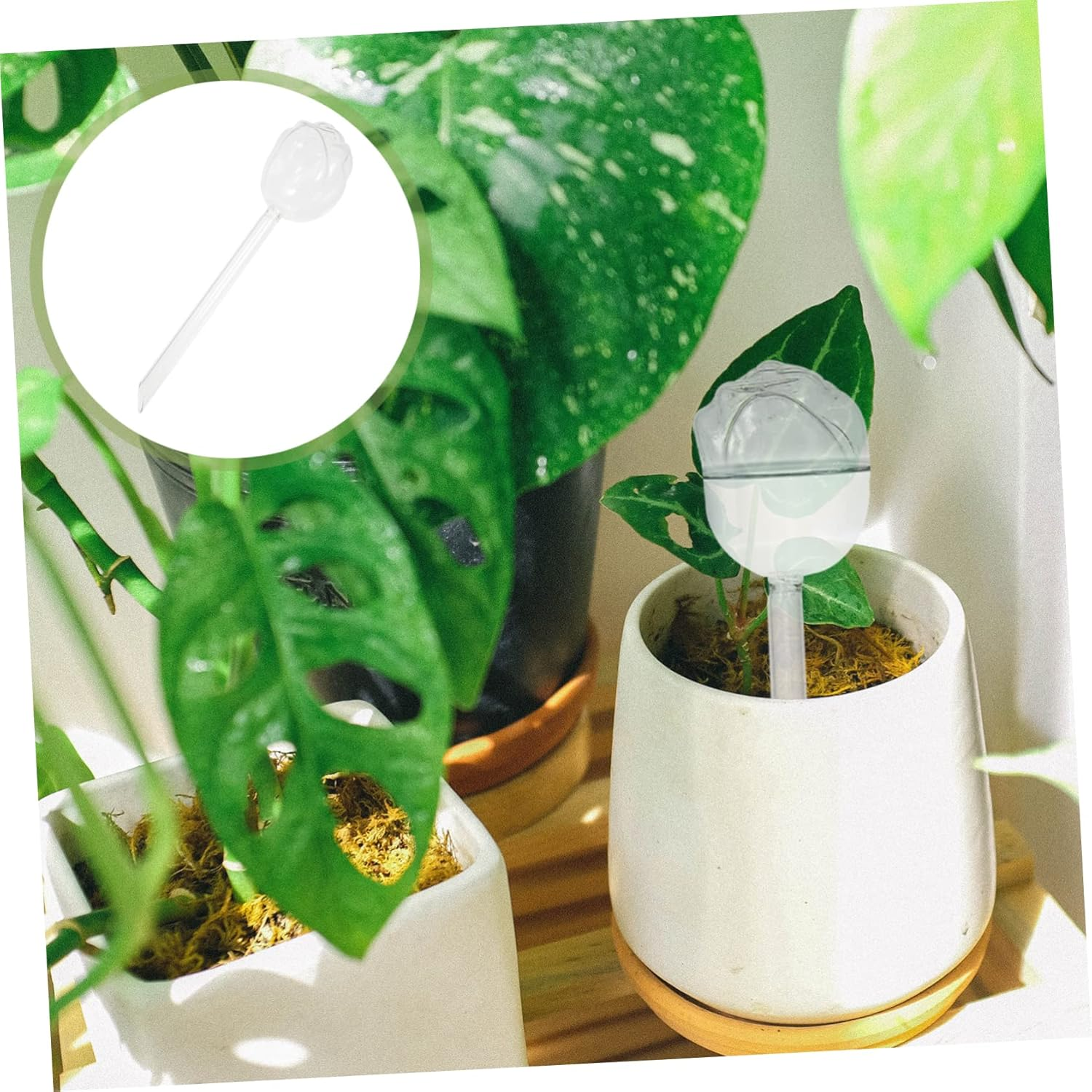 BESPORTBLE 5Pcs Automatic Watering Device Plant Watering Bulb Self-Watering Tools for Indoor Outdoor Gardening Supplies for Keeping Plants Hydrated While Traveling Busy Schedules image number 6