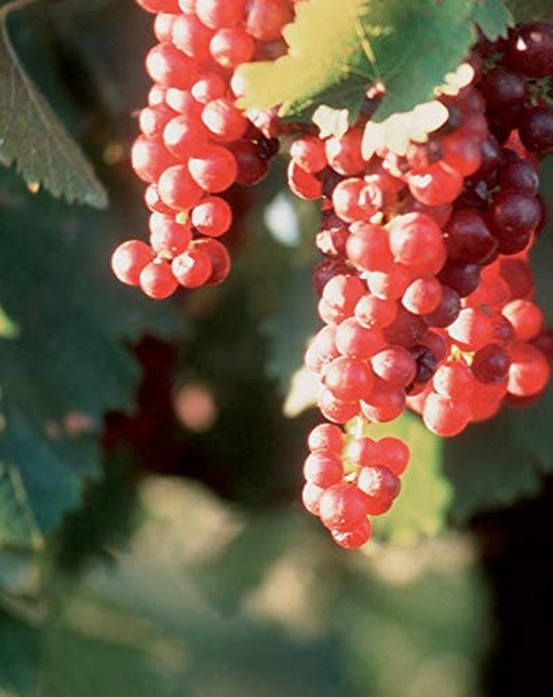 Lindeman'S Early Harvest Shiraz Wine 750 Ml (Case of 6) image number 5