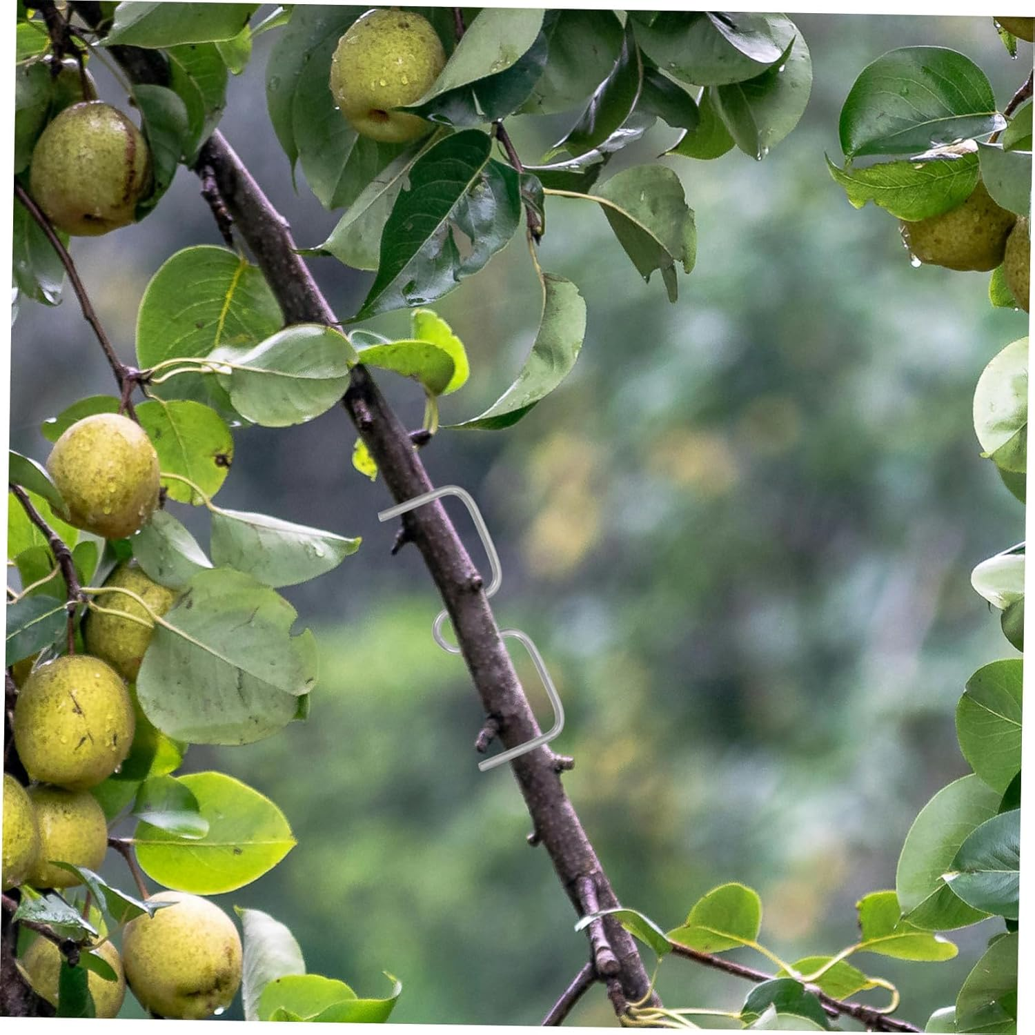 JOINPAYA Plant Branch Spreader and Bending Clamps for Fruit Trees Gardening 8Cm M-Shaped Branch Fixing Tools 50 Pieces for Tree Shaping and Support image number 3