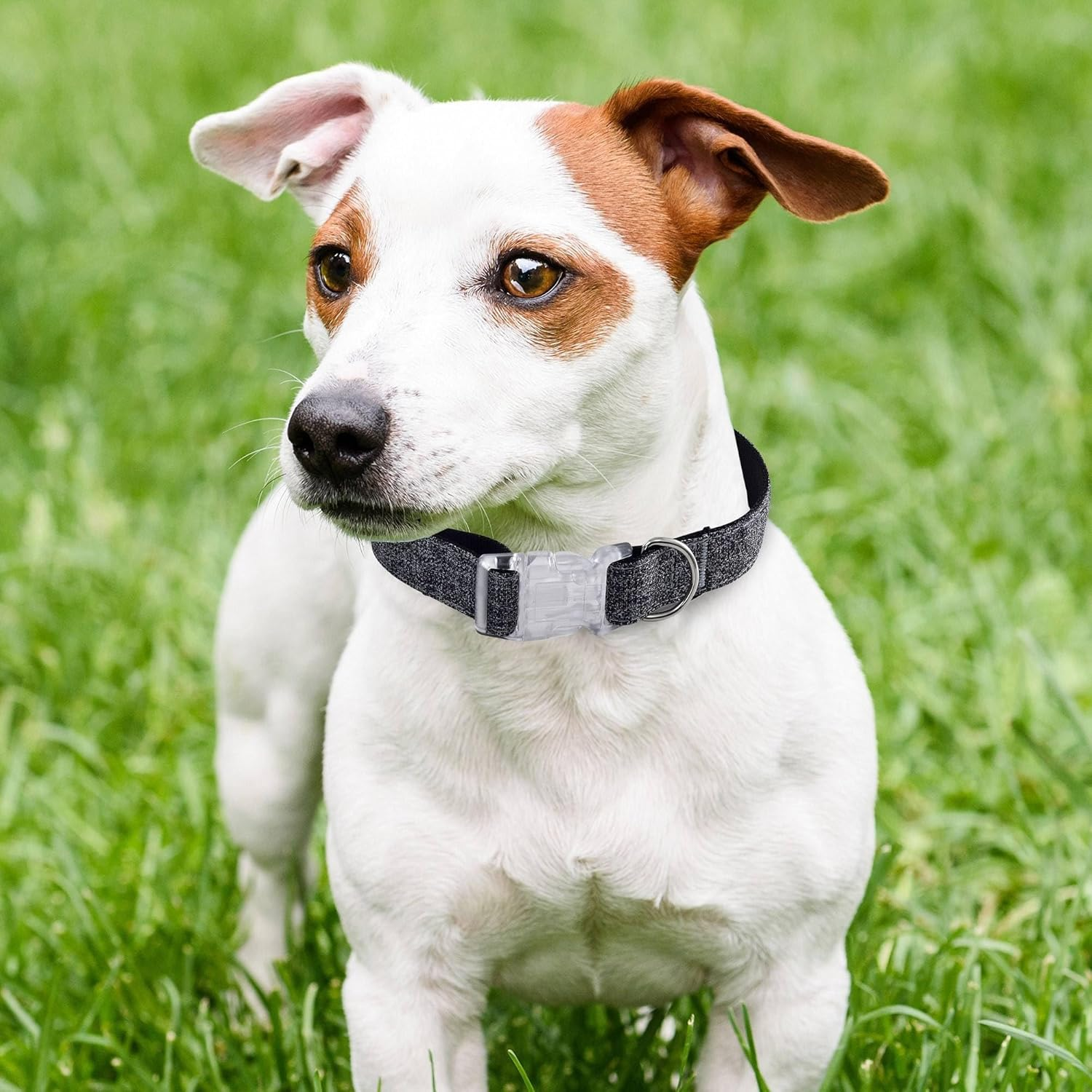 Hearts&Homies Dog Collars Small Pack of 2 image number 2