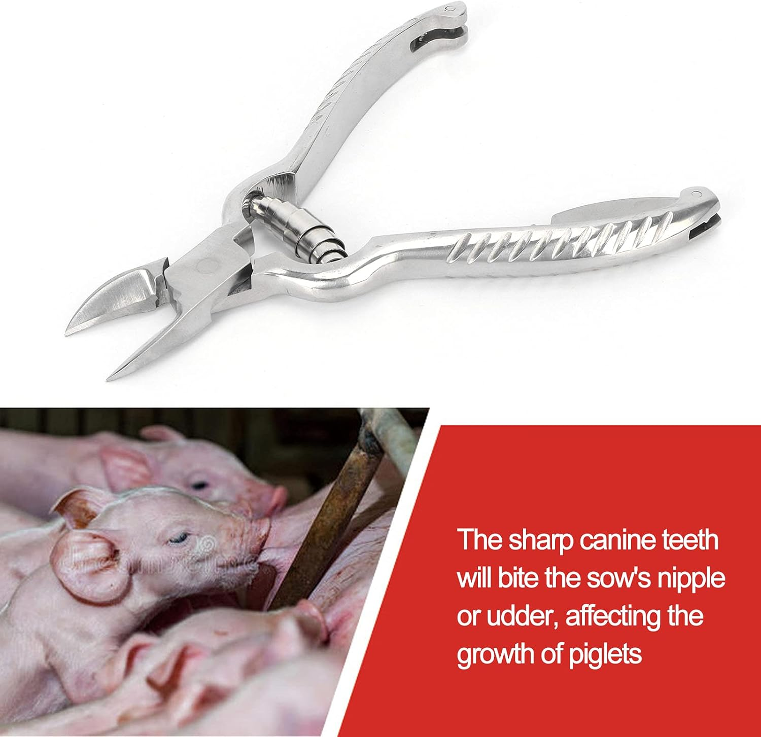 Piglet Teeth Cutter, 14Cm/ 5.5In Premium Stainless Steel Pig Tooth Nipper Teeth Clipper for Home, Farm image number 4