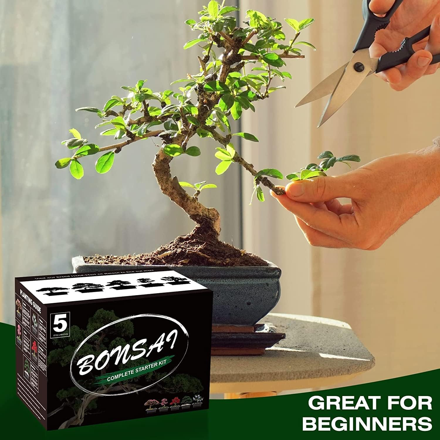 Meekear Bonsai Tree Kit with Complete Plant Growing Tools,Grow in Pot Indoor Bonsai Tree Starter Kit,Home Gardening DIY Gift for Adult (Growing into Acacia,Wisteria,Sakura,Red Maple,Black Pine),Green image number 4