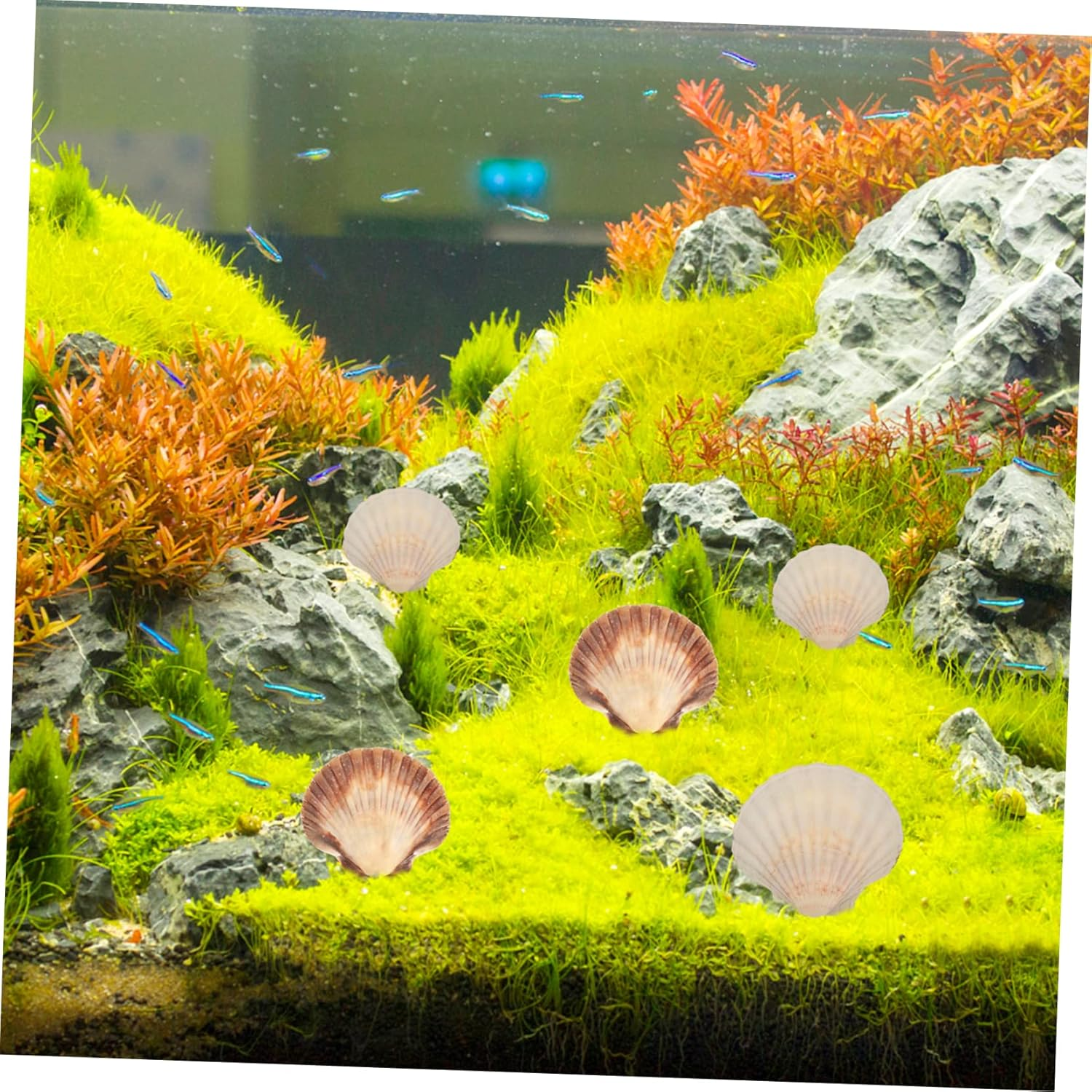 GARIOUANS Natural White Scallop Shells DIY Crafts 10Pcs 9-12Cm Natural Seashells Aquarium Fish Tank Decoration Landscaping Ornament for Aquatic Pets image number 1