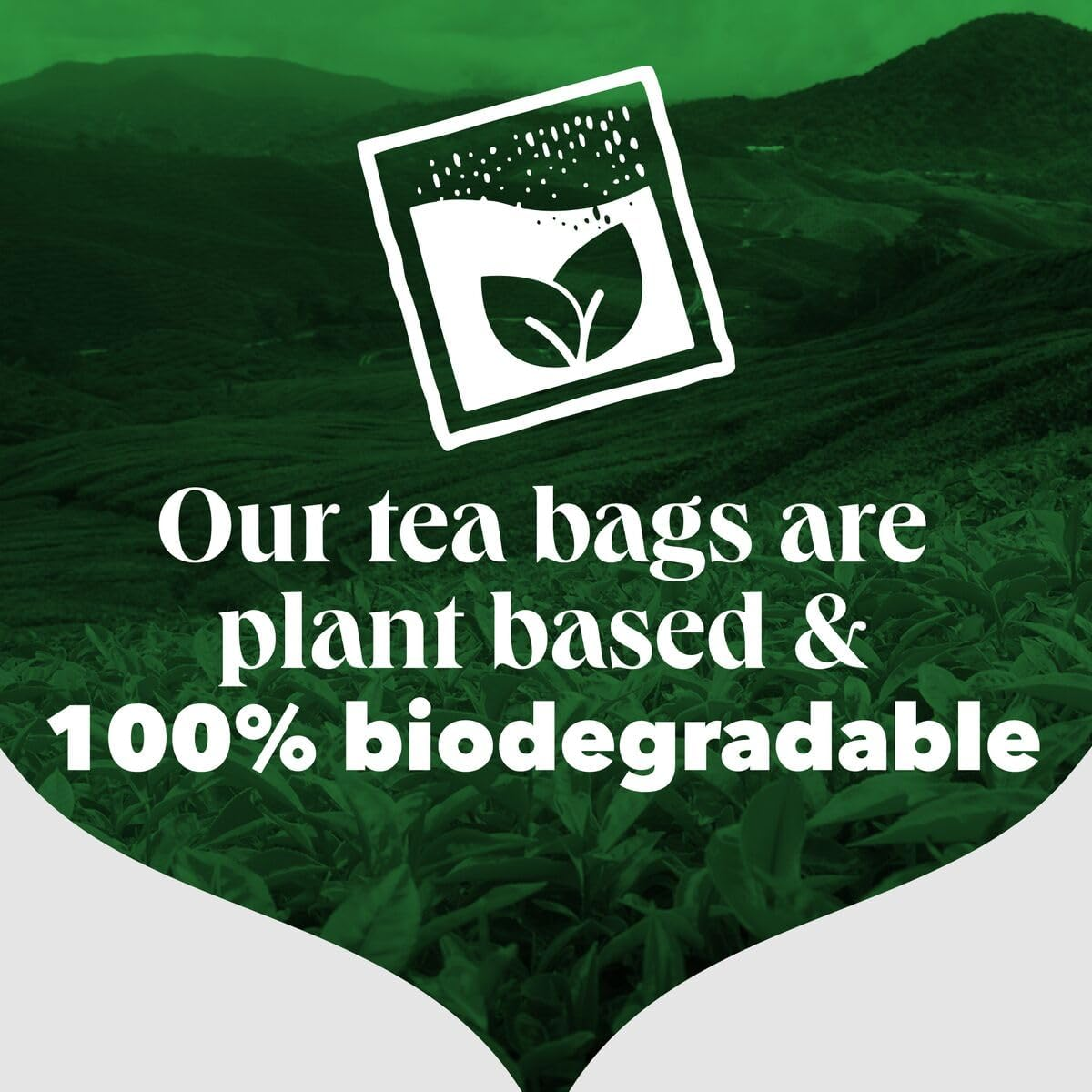 PG Tips 40 Teabags, 116G image number 4