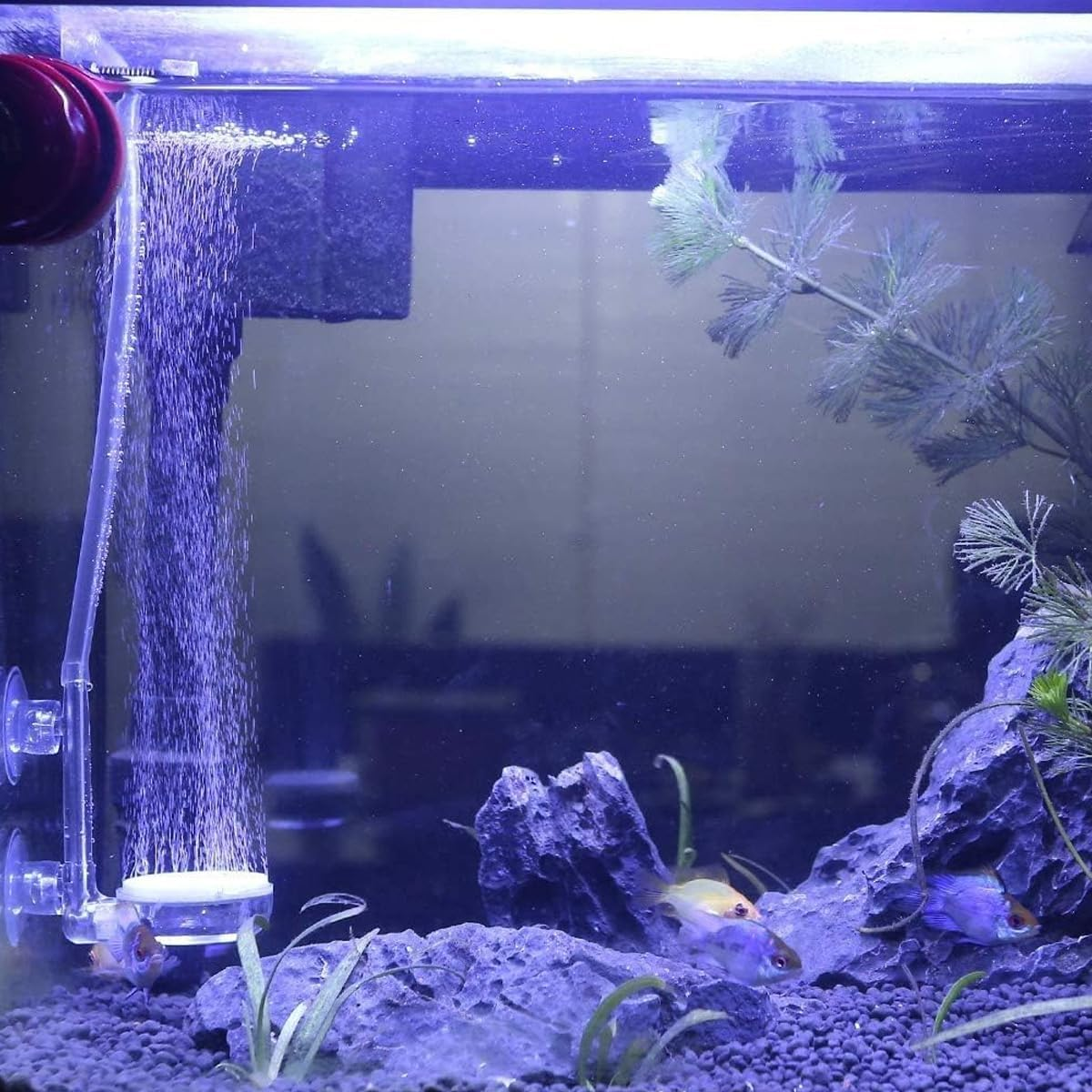 2 PCS Aquarium Air Stone 3.5 Cm Fish Tank Nano Bubble Stone with Control Valve Quiet Super-High Dissolved Oxygen Diffuser Makes Super Tiny Bubbles for Fish Tank and Hydroponic image number 5