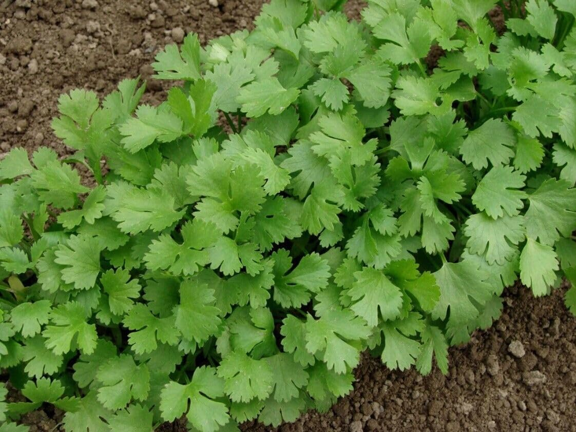 Coriander 100 Seeds Slow Bolt Corriander Culinary Herb Cilantro Dhaniya Eureka