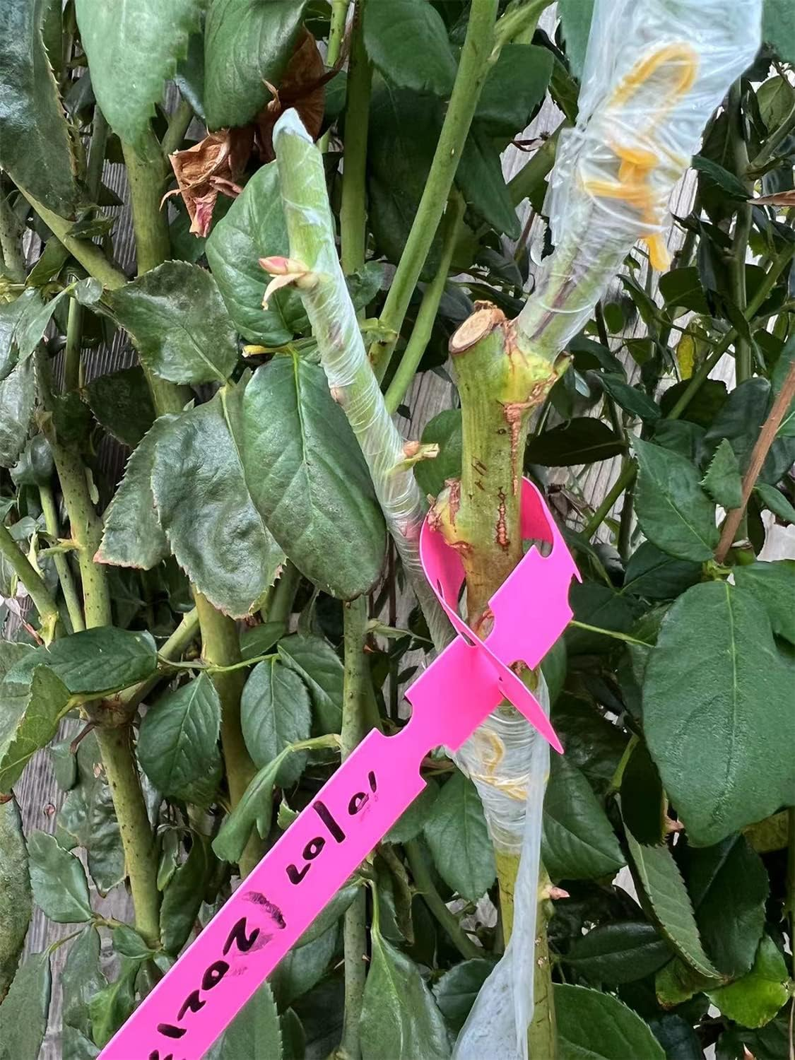 HAINABC Grafting Tape 2 PCS, Stretchable Garden Grafting Tape Plants Repair Tapes for Floral Fruit Tree and Poly Budding Tape - Green & White image number 5