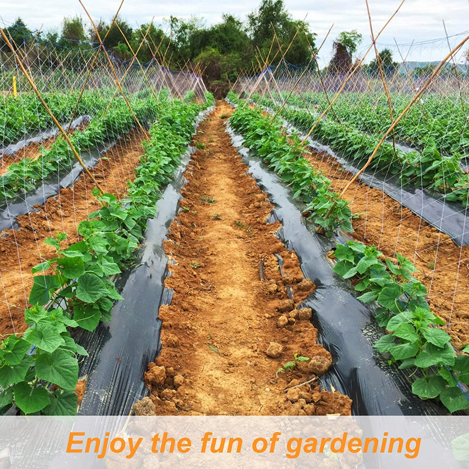 Lordap 5X30Ft Plant Trellis Netting, Heavy-Duty Polyester Grow Net, Garden Trellis Netting with Square Mesh for Climbing Plants, Vegetables, Fruits, and Flowers (5X30Ft) image number 6