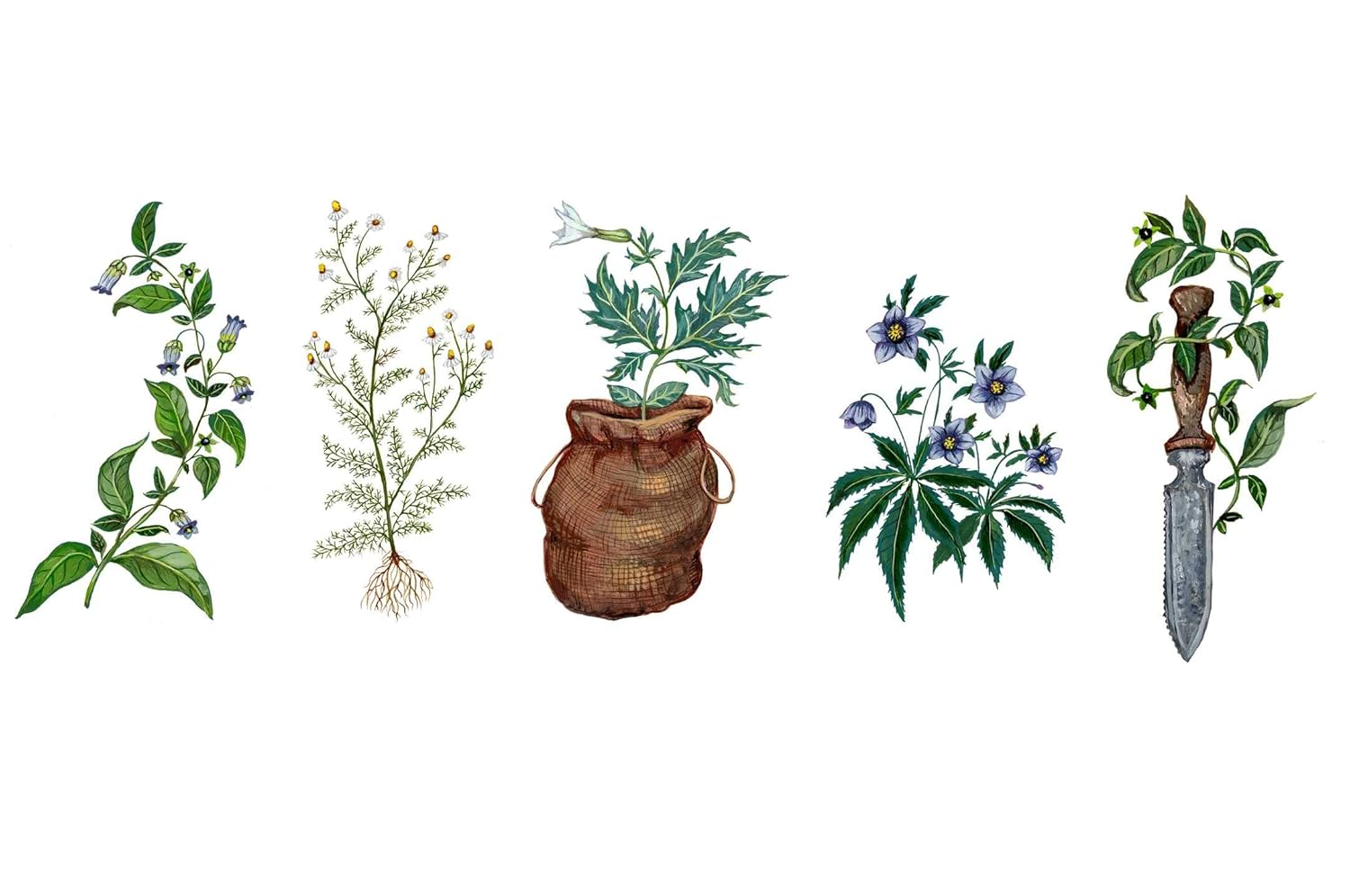 Wild Witchcraft: Folk Herbalism, Garden Magic, and Foraging for Spells, Rituals, and Remedies image number 2