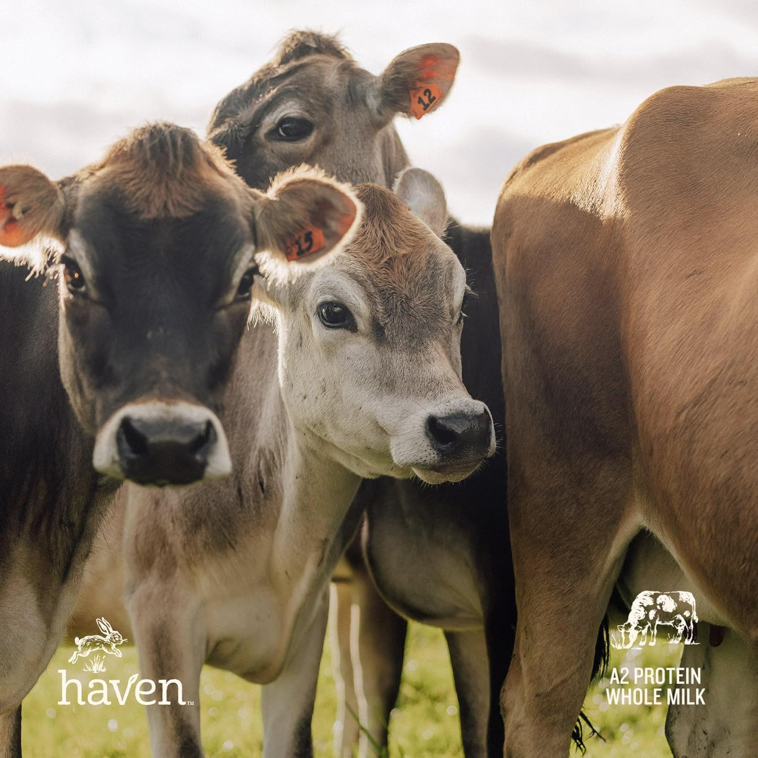 Haven A2 Cow Follow-On Formula, Stage 2 (6&ndash;12 Months), Made with Gentle New Zealand Grass-Fed Cow&rsquo;S Whole Milk, with Prebiotics, Probiotics, Palm Oil Free, GMO Free &ndash; 800G image number 1