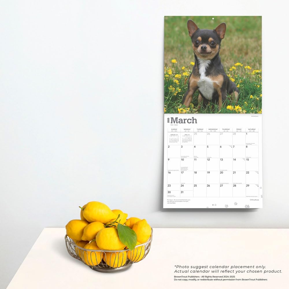 Chihuahuas | 2025 12 X 24 Inch Monthly Square Wall Calendar | Plastic-Free | Browntrout | Animals Small Dog Breeds Puppies image number 3