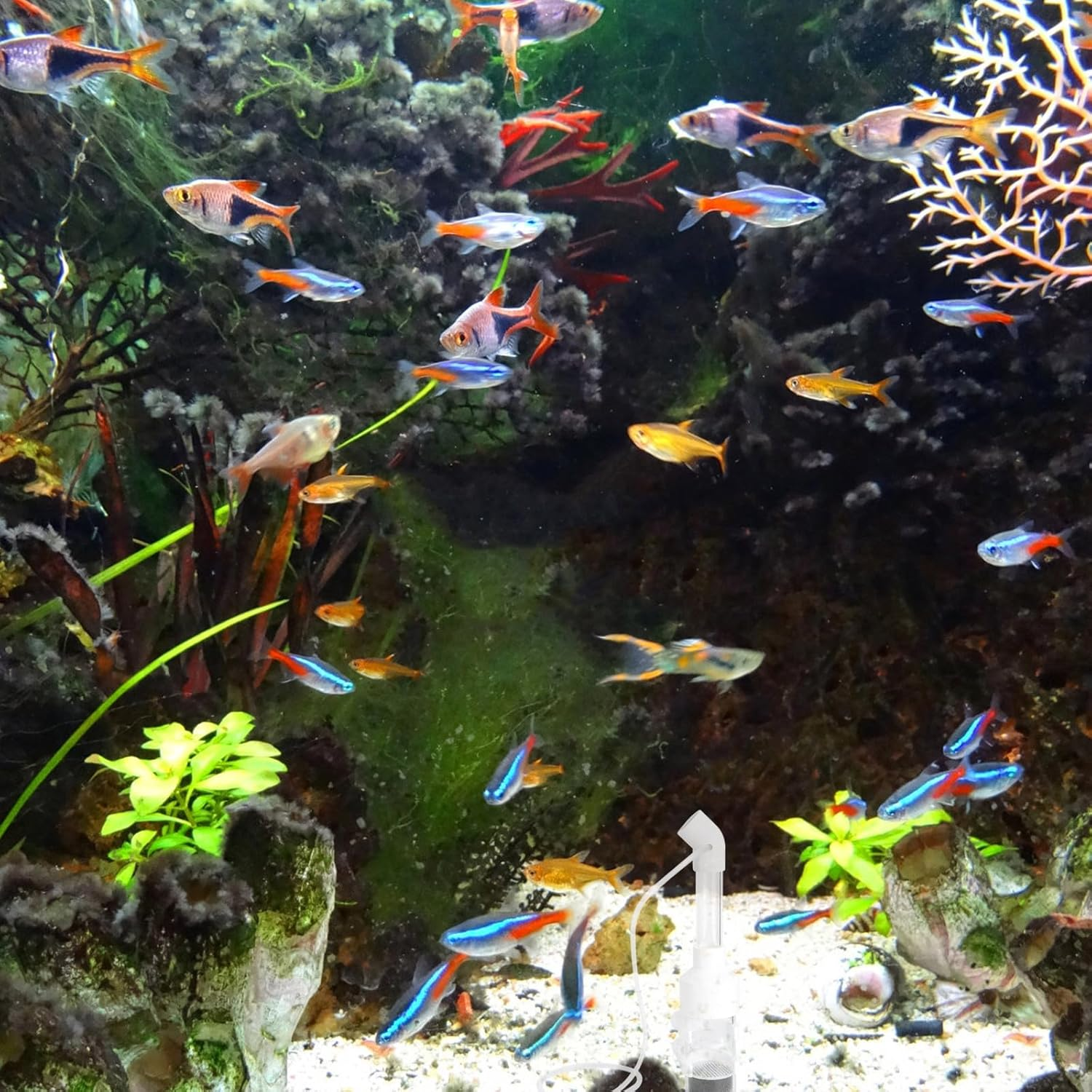 JEWEDECO 2Pcs 50Mm Fish Incubator Tumbler for Aquarium Cichlids Mouth-Brooding Eggs Hatchery Fish Breeding Tank Accessory with Random Color for Aquatic Pets Random Color image number 3