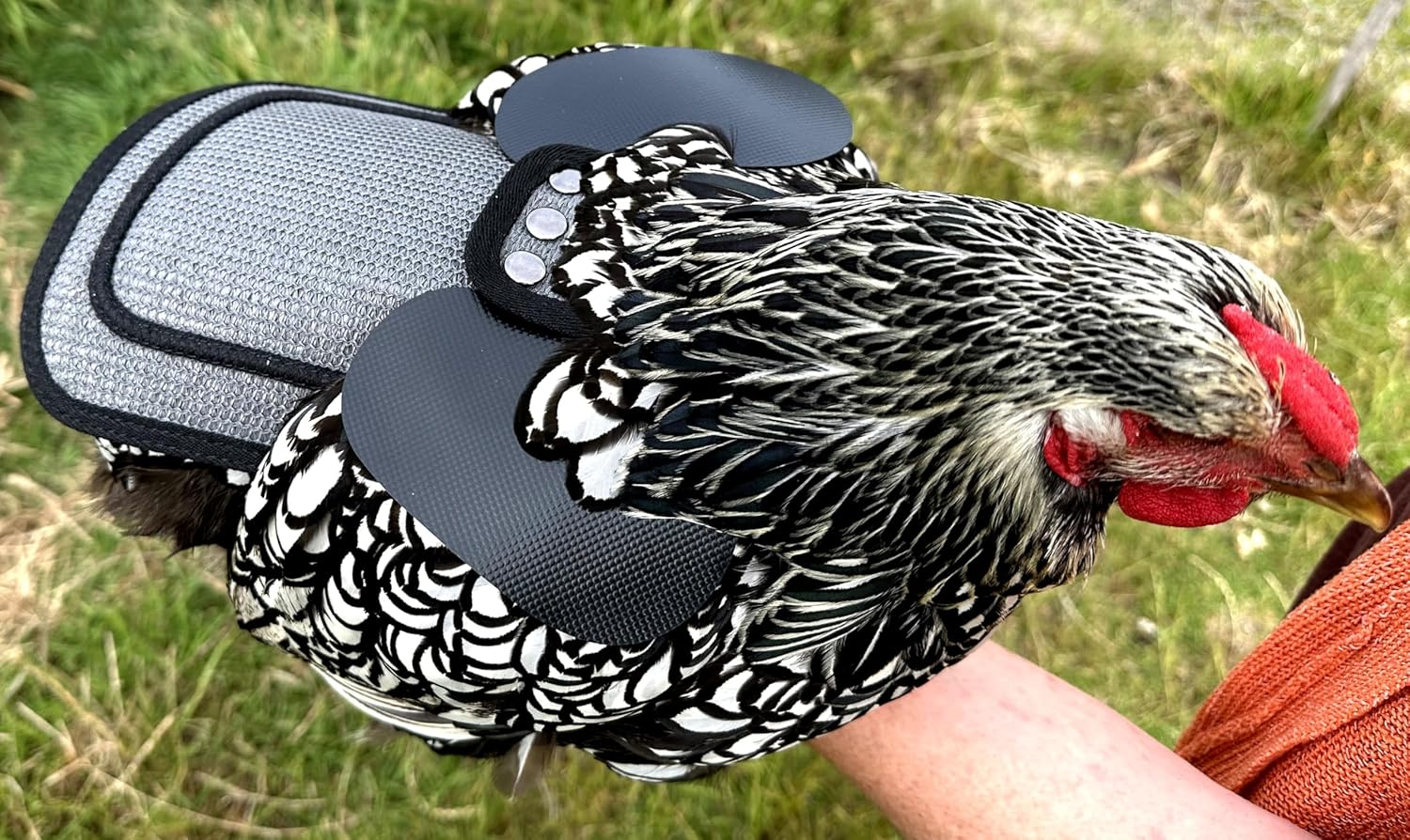 DOWN under OUTDOORS 4 Pack Premium Chicken Saddle with Adjustable Straps to Suit Medium and Large Hens, Poultry Saver, Protector, Apron, Supplies, Care Products (Grey Mesh)&hellip; image number 3