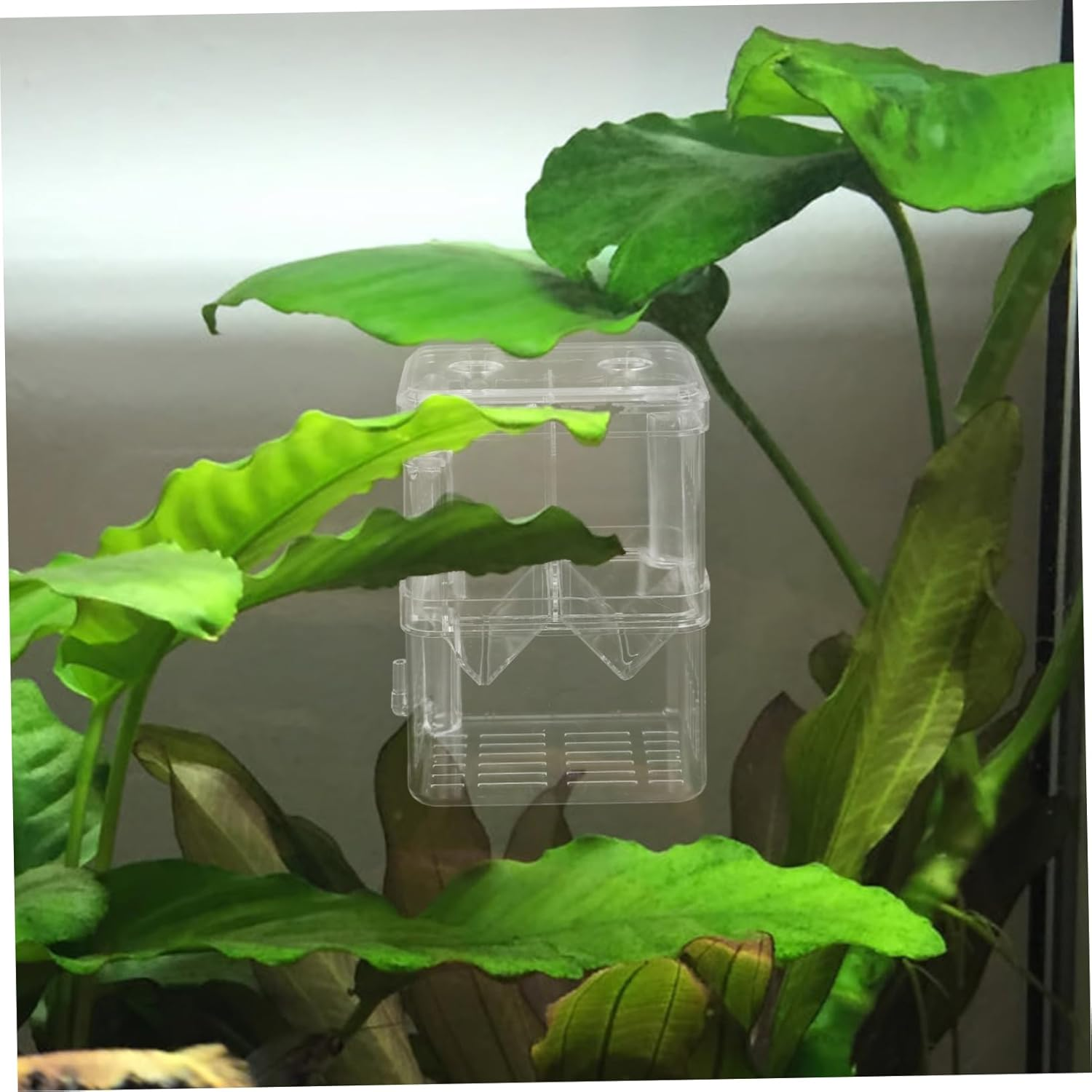 BUGUUYO Aquarium Fish Breeding Box with Transparent Design Double Layer Incubator for Fish Shrimp Betta Compact Isolation Hatchery with Cups for Aquatic Pets