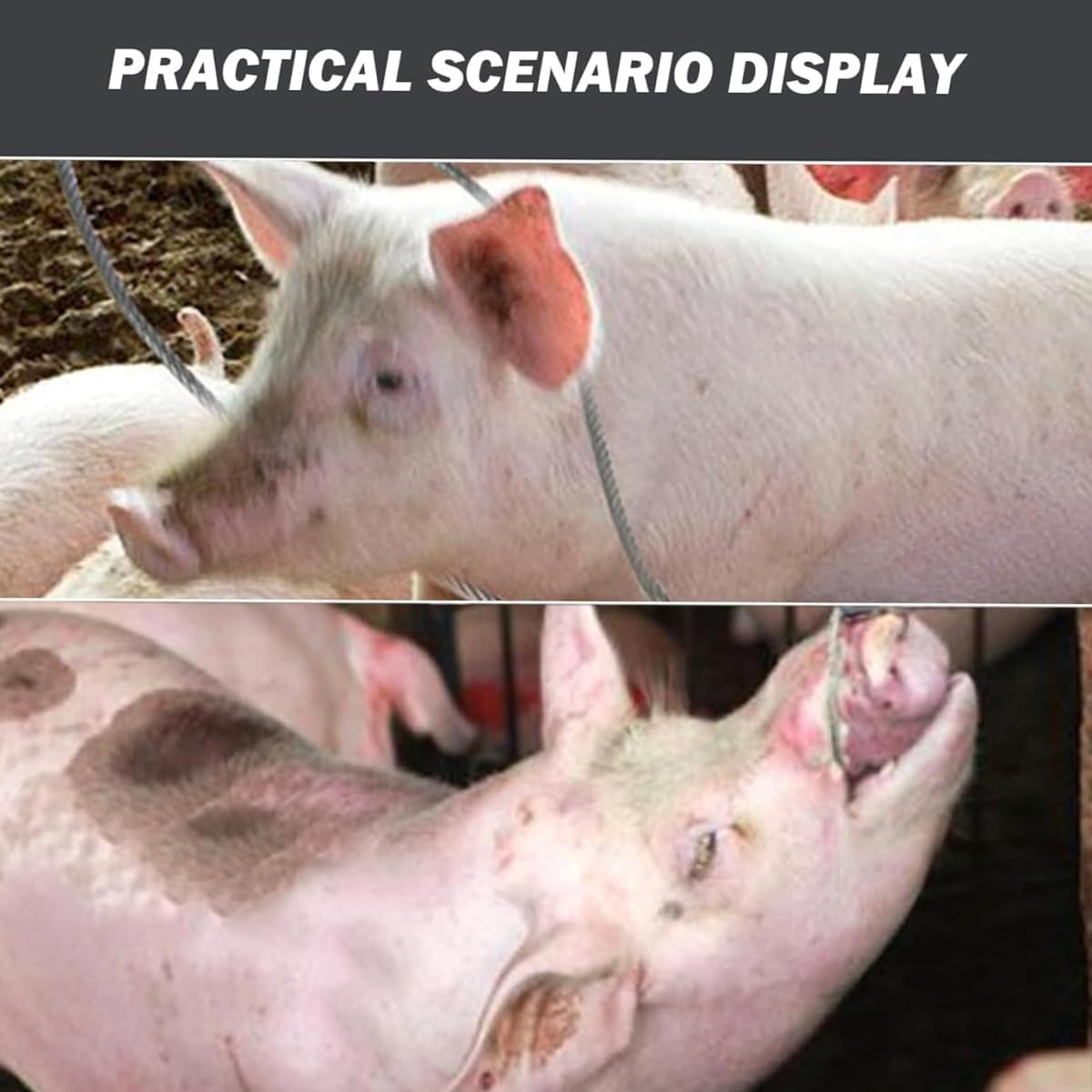 AIMALL Stainless Steel Pig Catcher Set with T-Handle Retractable Rod 28.34In Noose and 24.40In Pole Strong Wire Rope Restraint Tool for Hog Handling and Mouth Control image number 6