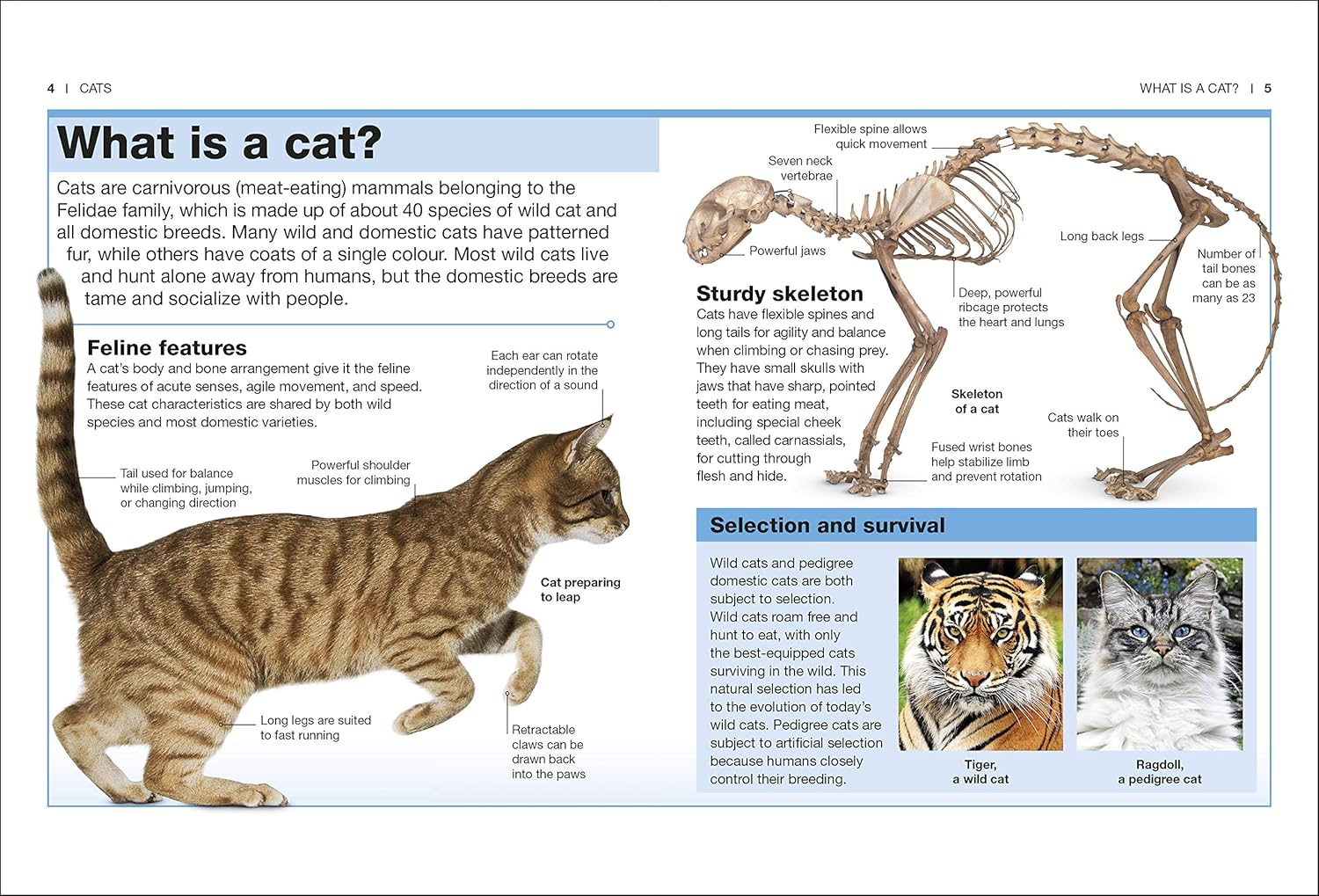 Cats: Facts at Your Fingertips image number 4
