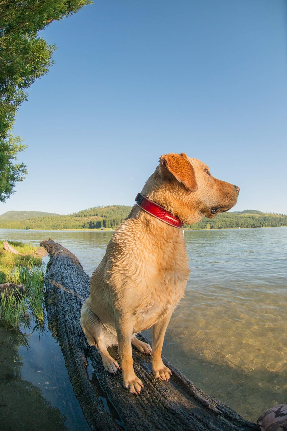 EZYDOG Collar, Neo Color, Bubble Gum, Small Dogs, XS Size image number 4