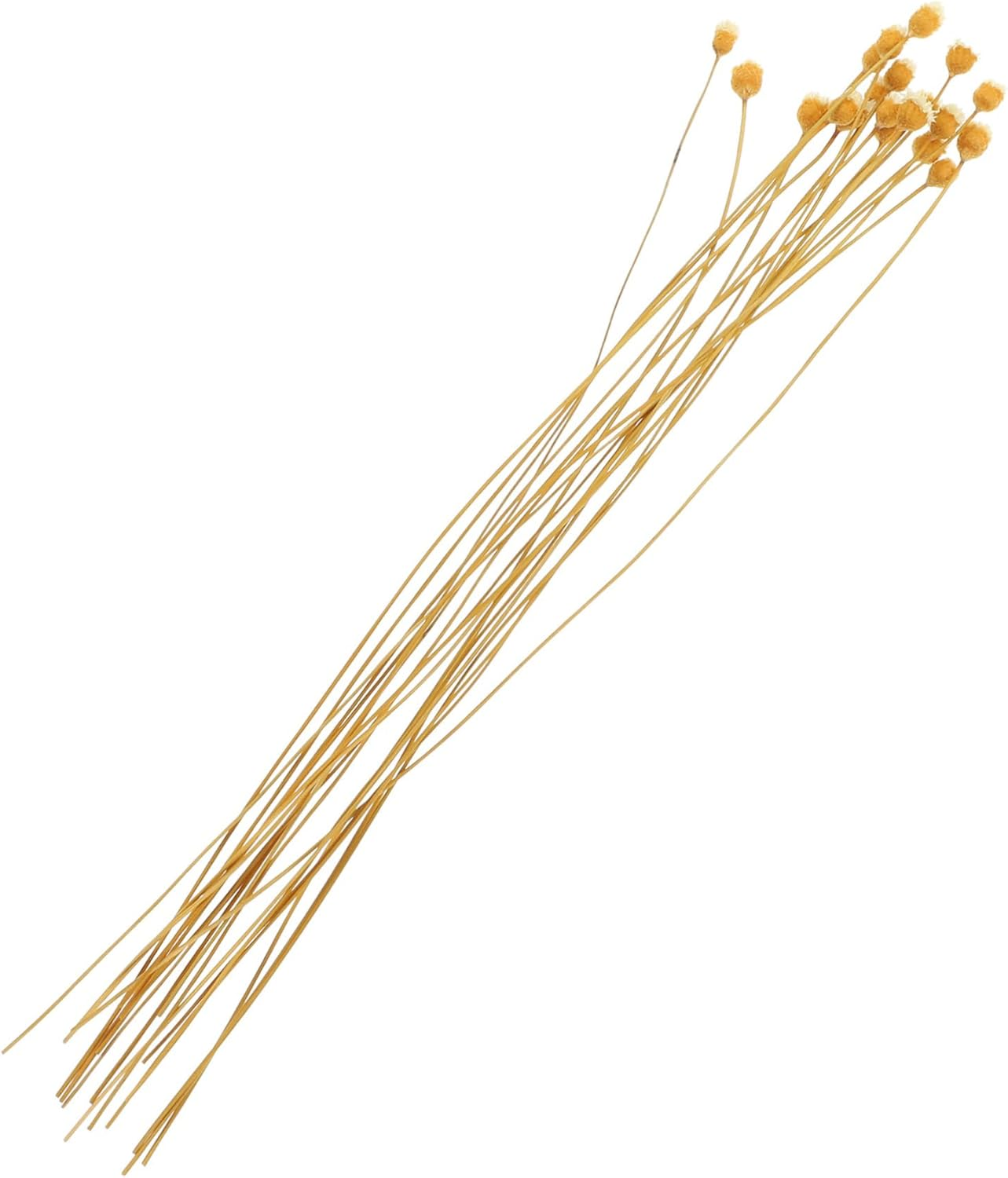 COHEALI 60Pcs Flower Reed Diffuser Stick Scented Sticks for Spa Aroma Diffusers Essential Oil Fragrance image number 3