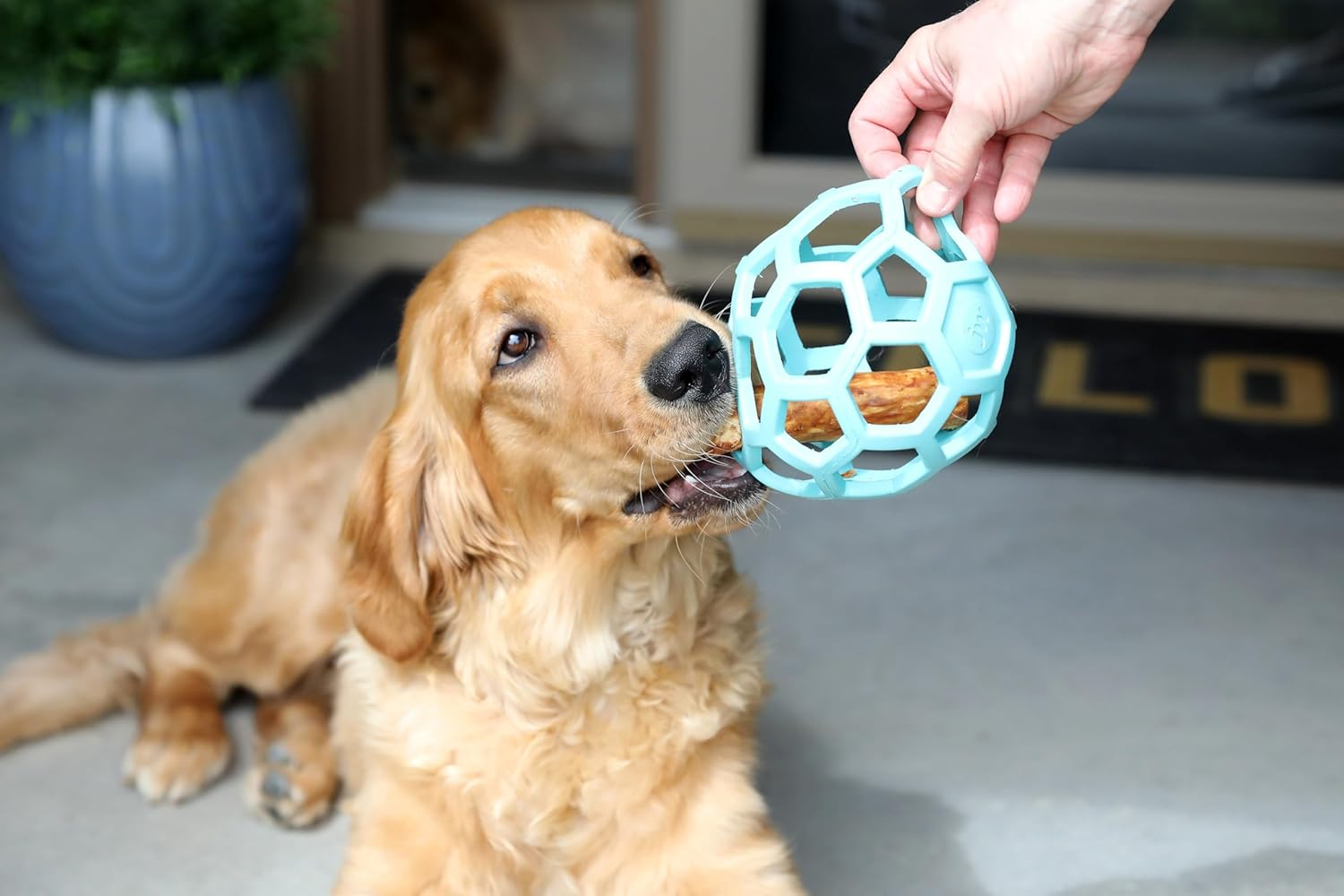 JW Pet Hol-Ee Roller&trade;, Dog Toy Puzzle Ball, Natural Rubber, Large (5.5&rdquo; Inch Diameter), Blue image number 6