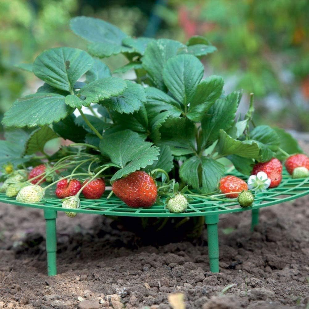 10 Pack Strawberry Plant Stand - Large Strawberry Planting Frame to Keep Garden Strawberries Clean, Detachable Plant Stand to Keep Garden Strawberries Clean image number 2