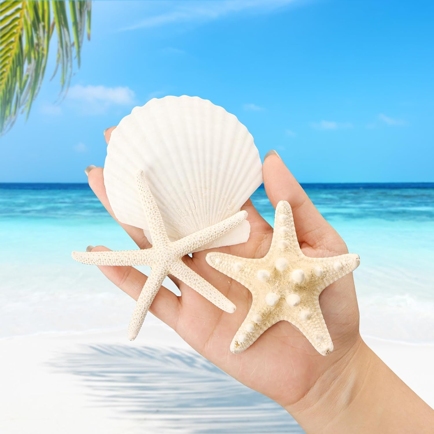 15PCS Starfish Scallop Shells for Crafts 3.5"-4.7" Large Seashells Bulk Mixed Star Fish Shells Decorations for Wedding Decor DIY Crafting Craft Making Fish Tank Home Decorations image number 1
