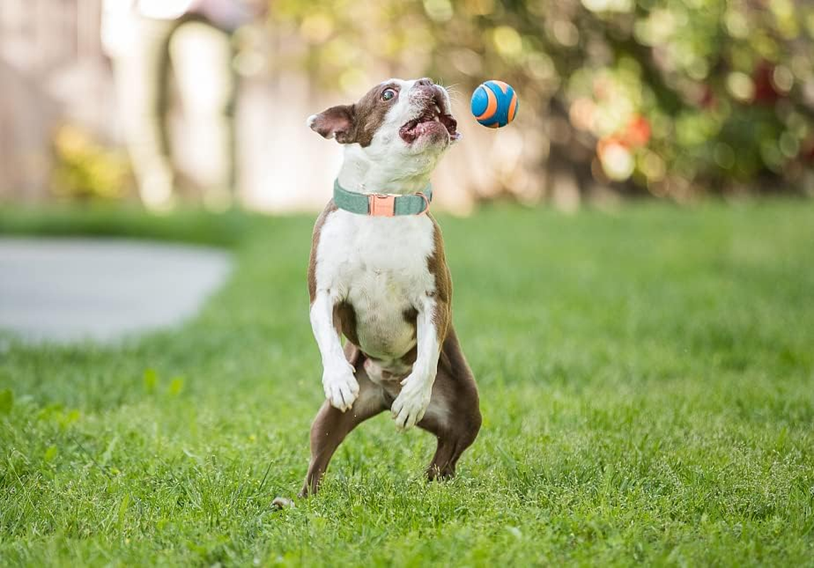 ARING PET Dog Collar with Lead, Cotton Cute Dog Collar and Lead Set, Adjustable Dog Collars with Metal Buckle for Small Medium Large Dogs image number 3