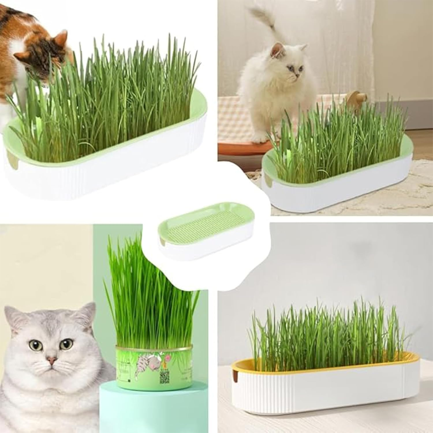 3-Pack Hydroponic Cat Grass Planter Kit - Soil-Free Wheatgrass Growing Trays for Healthy Kittens image number 4