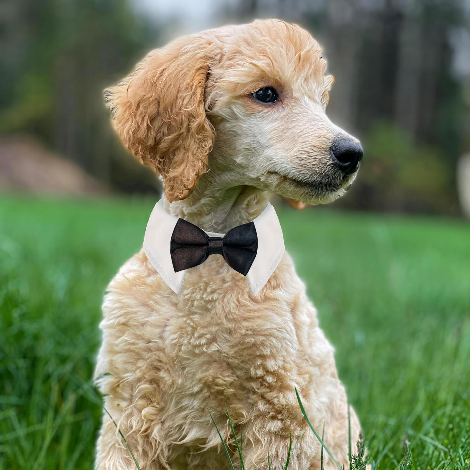Dog Bowtie, KOOLMOX Tux Dog Collar for Weddings with Handcrafted Adjustable White Collar and Black Tie, Classic Neck Tie for Small to Medium Dogs Cats Puppies Valentine'S Costumes image number 1