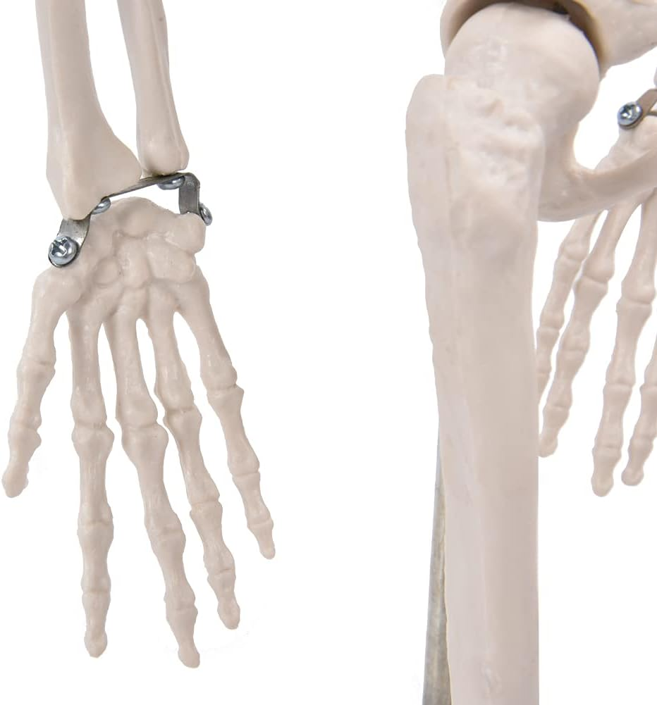 Skeleton Model, Teaching Skeleton Model Visual Easy to Use Lifelike for Schools Teaching Use for Display and Study image number 2