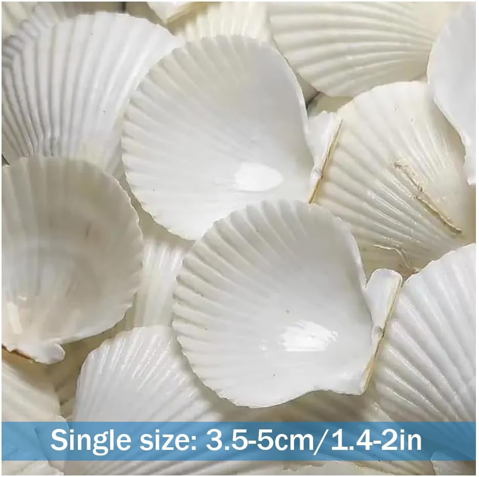 40Pcs Natural Scallop White Small Sea Shells for Real Seashells Shell Bulk Crafts Crafting for Ocean Party Home Decor Beach (White) image number 6