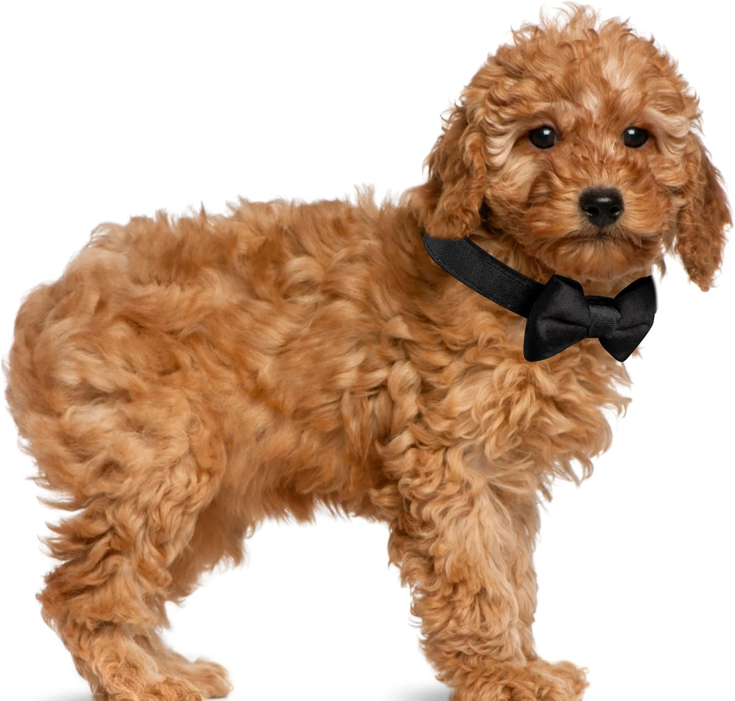 Choyaxo Velvet Dog Collar with Bow Adjustable Bowtie Dog Collar with Metal Buckle for Small Medium Large Dogs Cats Pets Wedding Christmas Halloween Holiday (Medium (Pack of 1), Black) image number 3