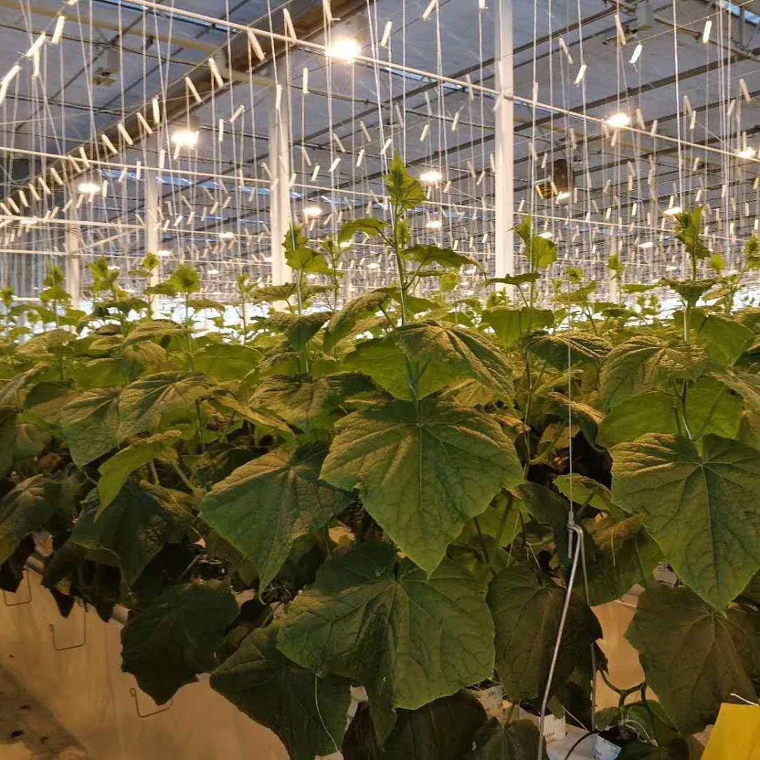 10Pack Greenhouse Trellising Kit Plant Roller Hooks, Tomato Trellis Roller Hooks with 15M Twine, for Tomato,Plant, Greenhouse, Flower Vine Twine Crop Trellis Kit image number 6