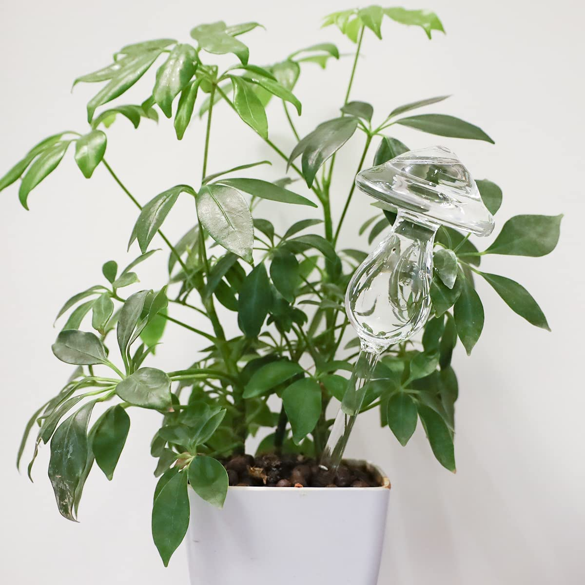 3Pcs Plant Waterer Self Watering Globes, Hand Blown Clear Glass Plant Water Bulbs for Indoor & Outdoor (Mushroom) image number 2