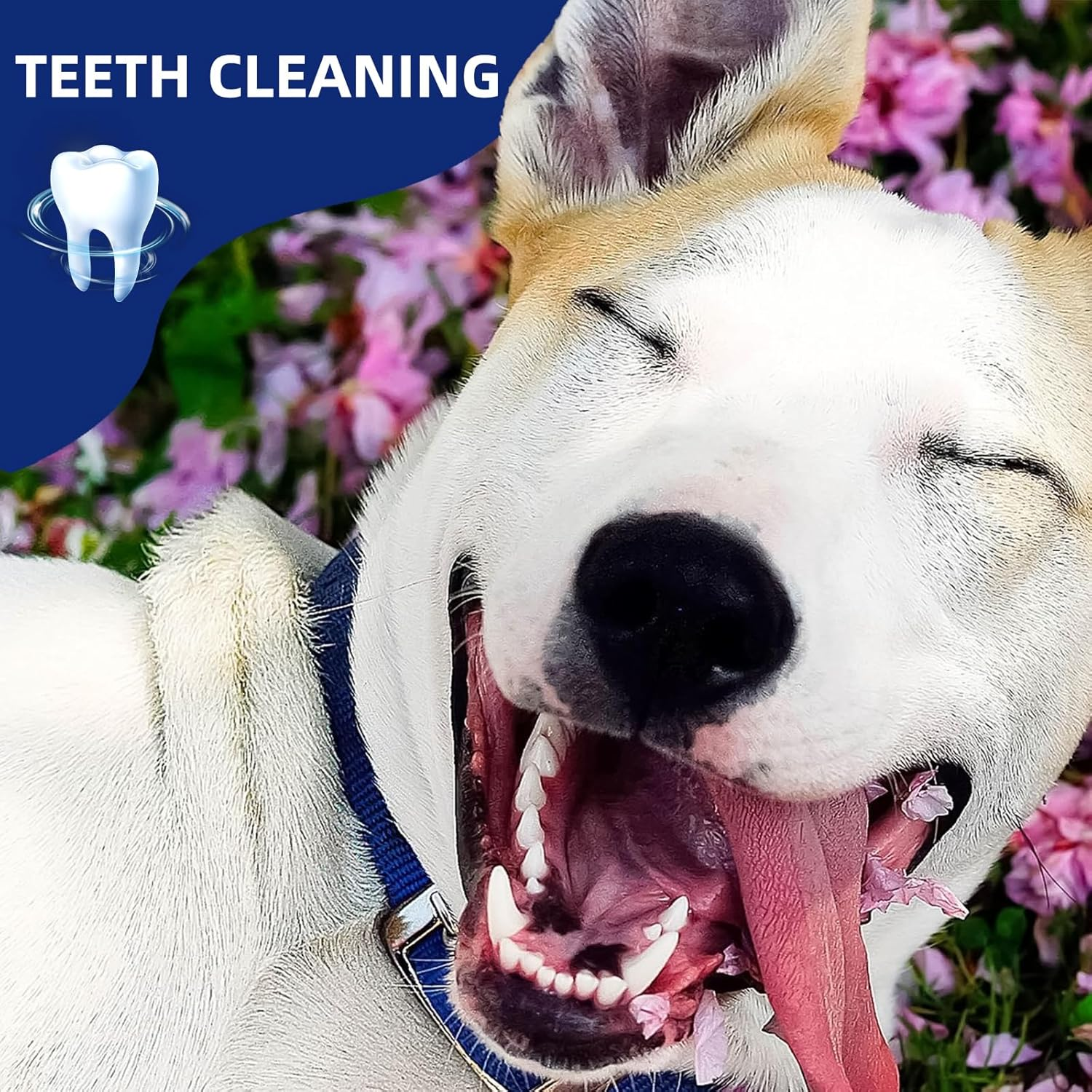 Natural 5-8" Bully Sticks for Small & Large Dogs-Long Lasting, Rawhide Free, Low Odor Dental Chew Treat-100% Real Beef - 8 Oz. Bag-10 Sticks image number 3