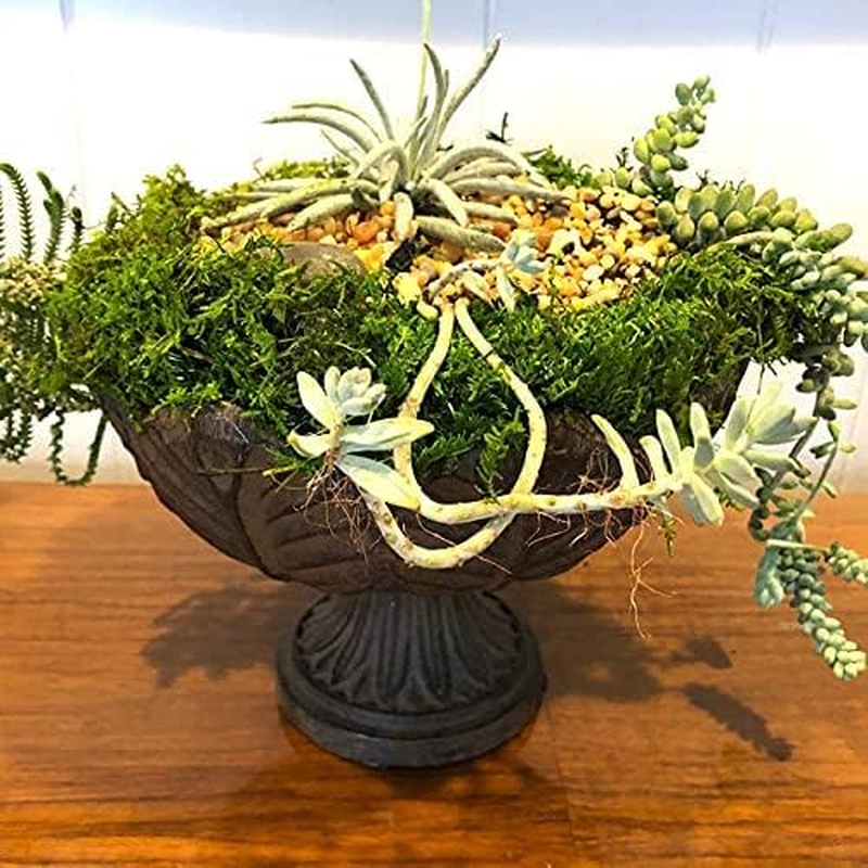 Prefleur Preserved Sheet Moss Natural Green Decorative Real Natural Green DIY Kit Gardenning Art Wall Decor Florist Decor Easter Table Decor Wedding 2 Sq.Ft.Green-B image number 6