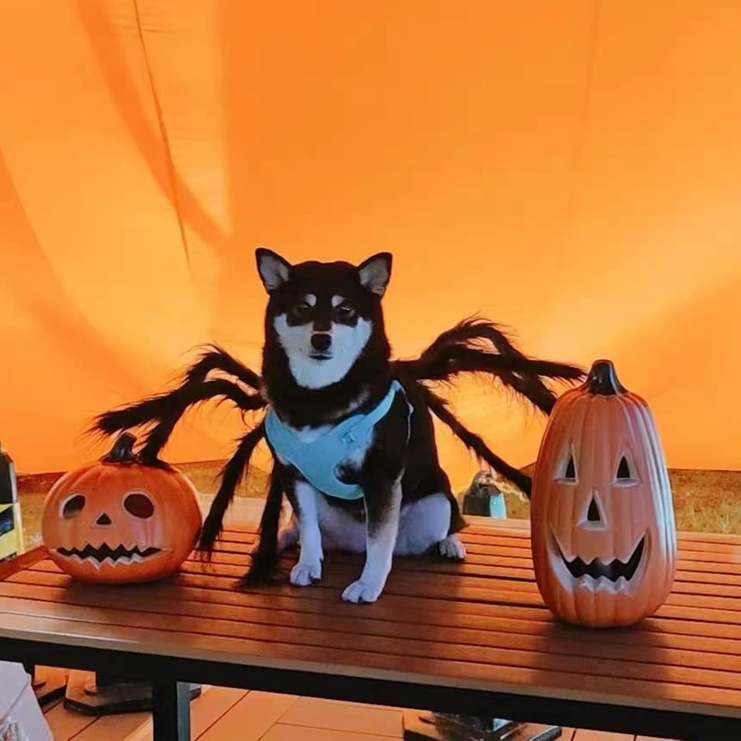 Halloween Spider Costume, Pet Decorations, Decor Party Supply, Cosplay Costumes with Adjustable Velcro, Cosplay Costumes for Small-Medium Dogs & Cat, Puppy Dress up Accessories Black image number 5