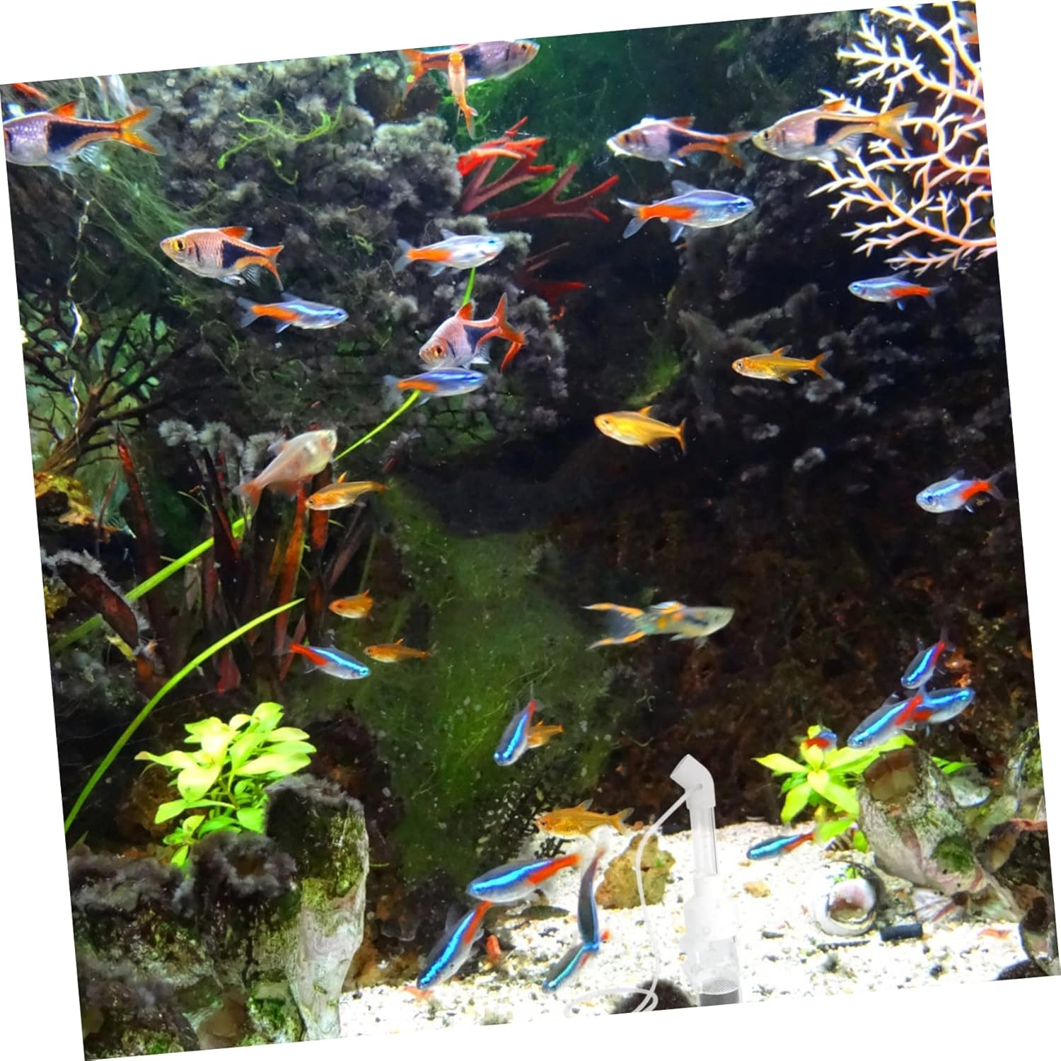 BUGUUYO Fish Hatchery Incubator 2Pcs 50Mm Egg Tumbler for Aquarium Cichlids Breeding Mouth-Brooding Fish Tank Accessories Suitable for Aquatic Pets and Random Color image number 5