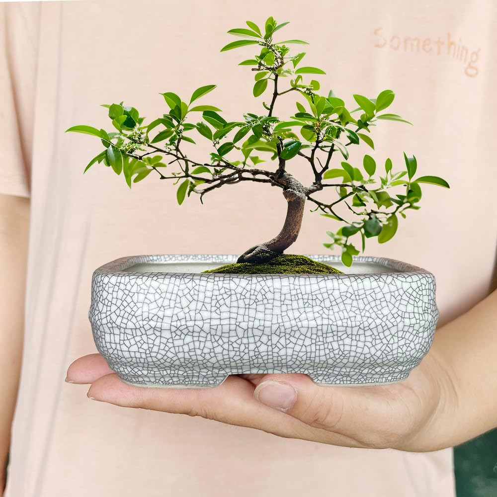 MUZHI 2 Pack Amazing Ice Crack Glazed Ceramic Bonsai Pot White Color 5.8 Inch with Bamboo Tray, Plant Pot Succulent Planter for Office Home Garden Decor Gift image number 1