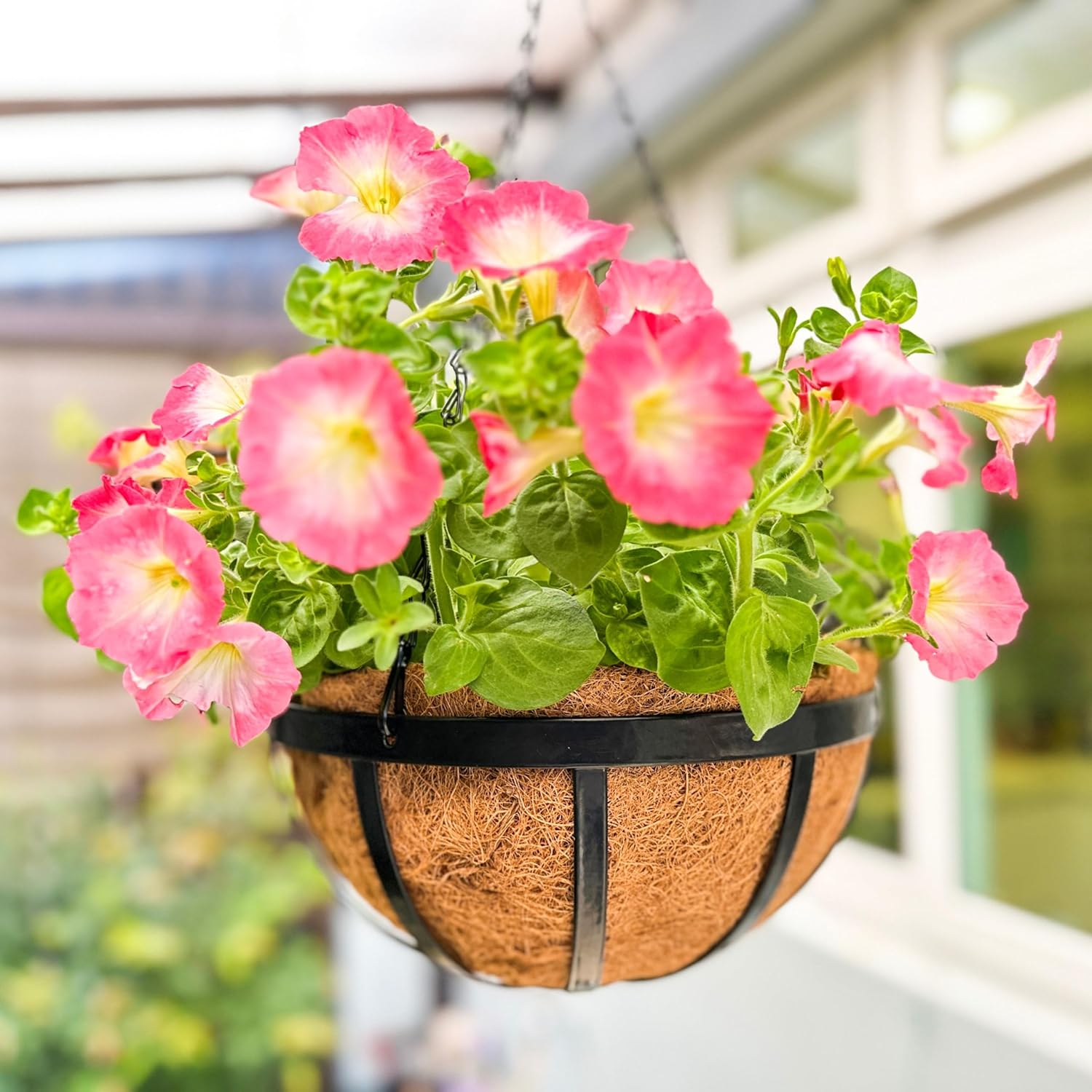 Lalagreen Outdoor Hanging Baskets for Plants Small and Cute Wire Hanging Planters with Coco Liner, Black Metal (2, 10 Inch) image number 4