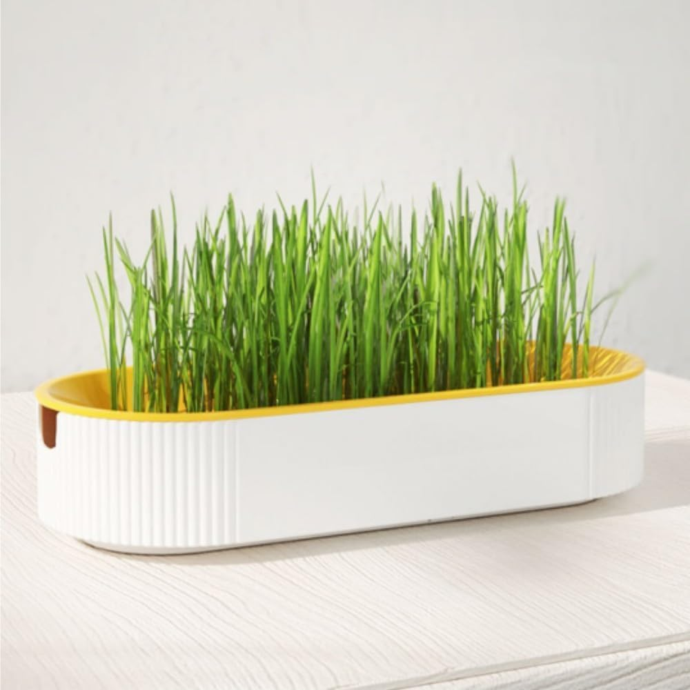 3 Pcs Cat Grass Planter, Hydroponic Cat Grass Planter,Planting Box,Soilless Culture Growing Kit, Nursery Planting Box for Indoor, (Yellow Green Blue) image number 6