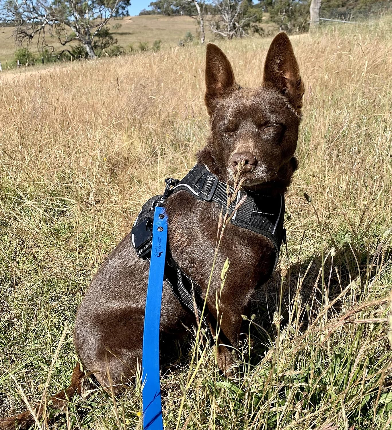 DROVERS Dog and Co Super Tuff Dog Lead - Stink Proof - Easy Clean - Extra Strong (Blue) image number 4