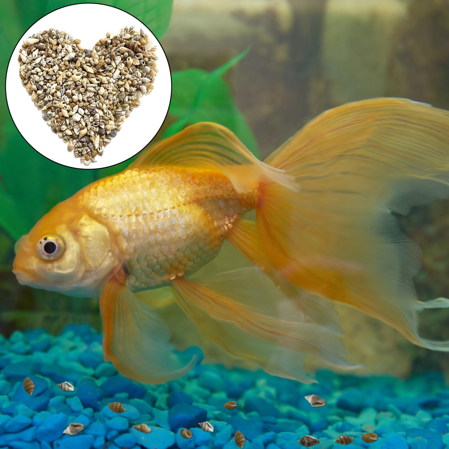 BEZANU Sea Shells, 500 PCS Mixed Spiral Seashells for Art Craft, Vase Filler, Home Decor, Fish Tank Accessories, Wedding Decor (Bulk) image number 3