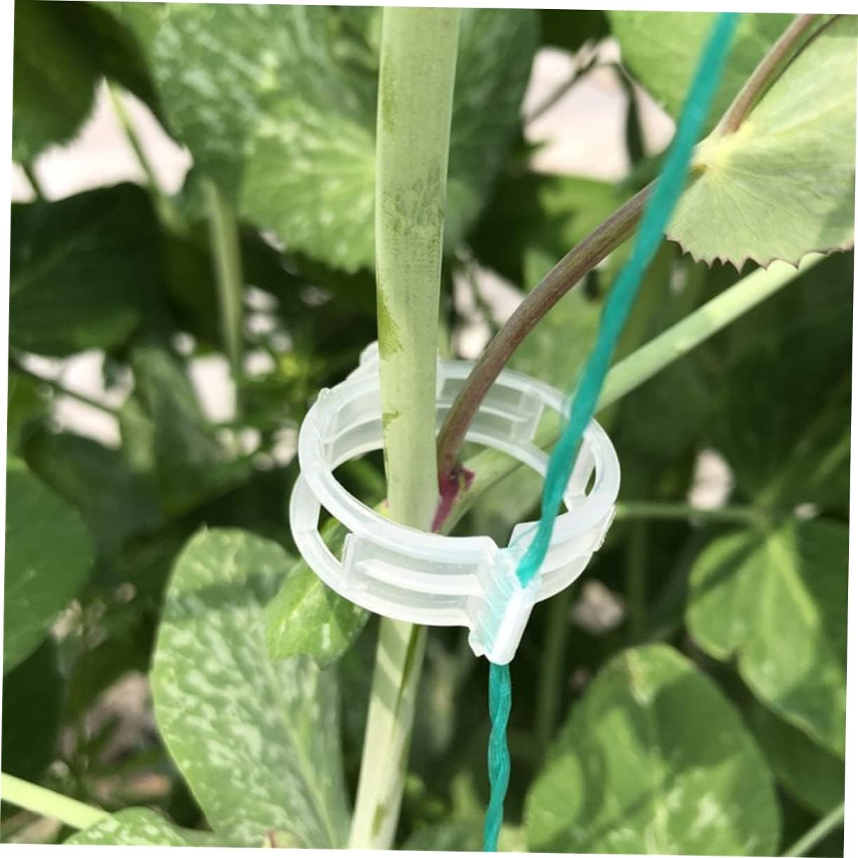 Levemolo 300Pcs Gardening Clips Plant Holder Clips Reusable for Tomatoes Cucumbers image number 5