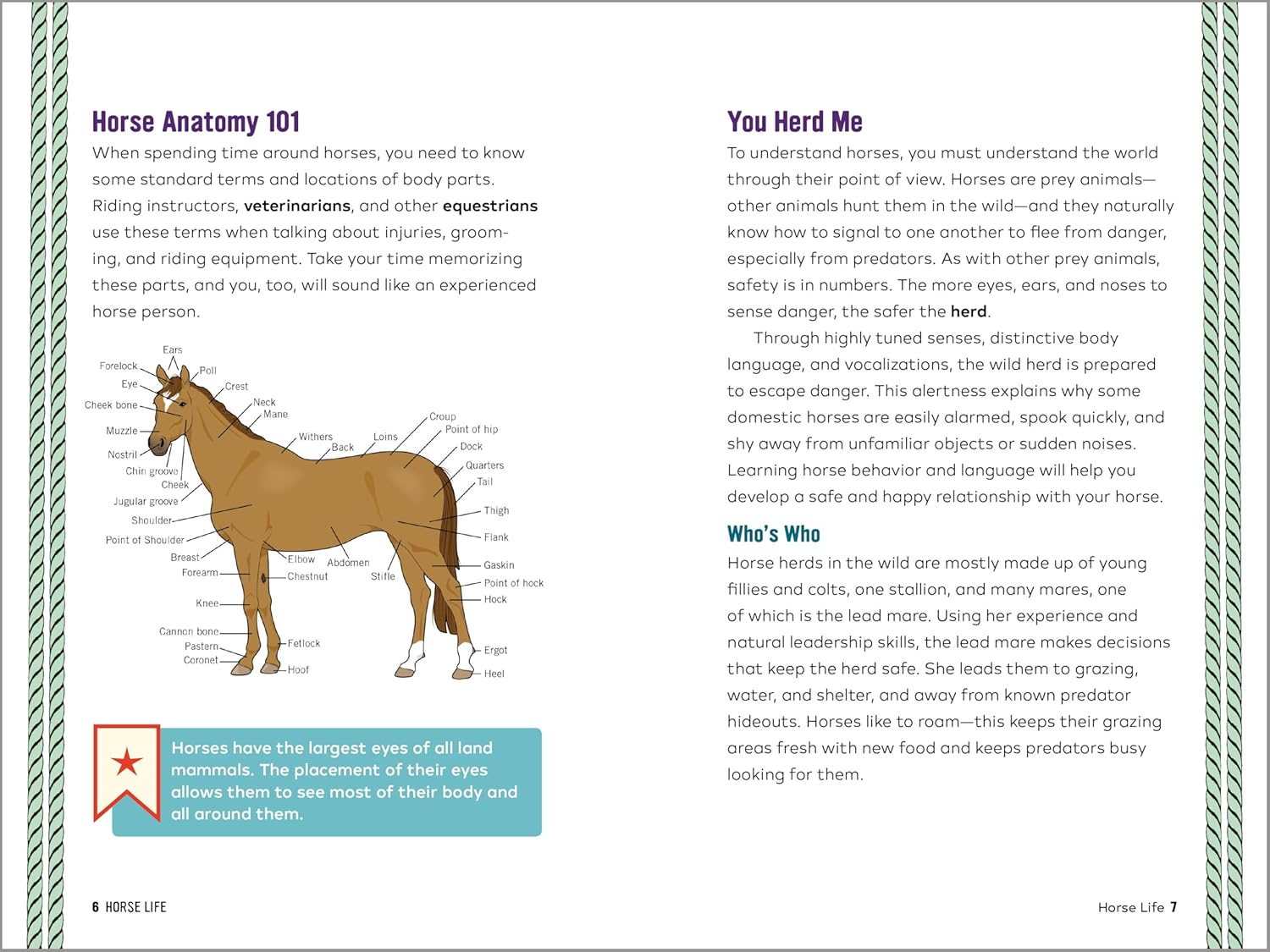 Horse Life: the Ultimate Guide to Caring for and Riding Horses for Kids image number 3