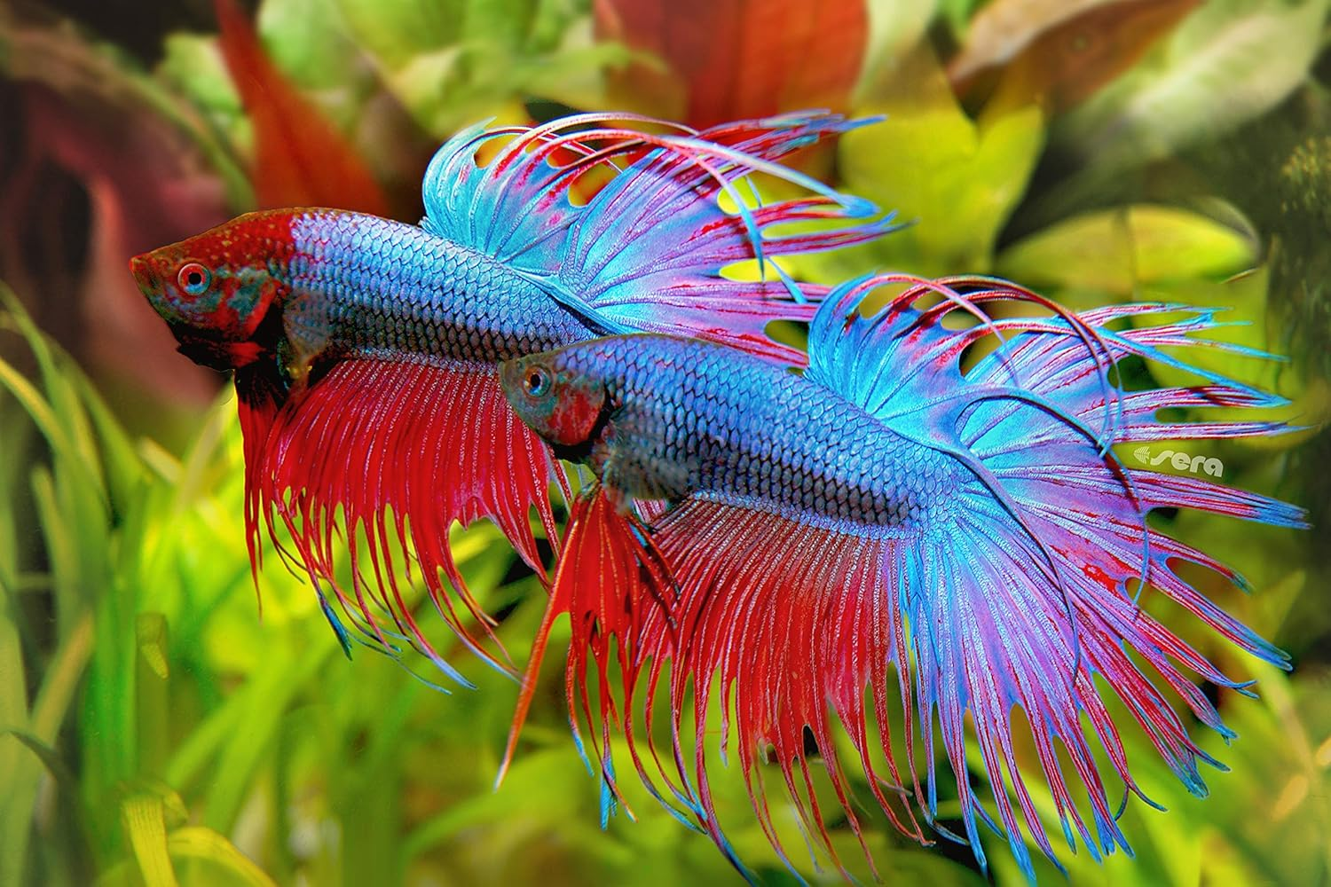 Sera Bettagran Staple Fish Food