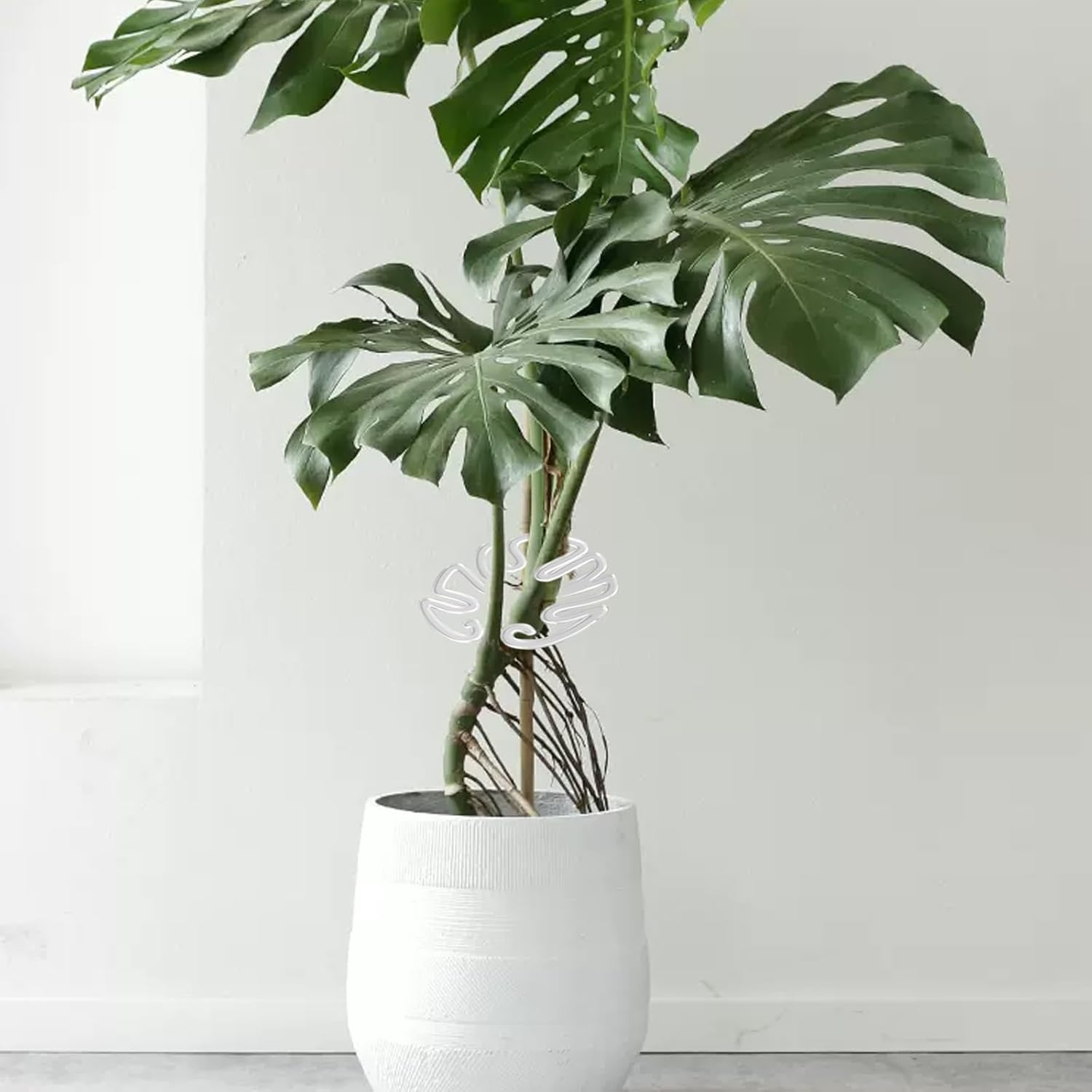 2PCS Monstera Plant Support for Growing Plants, Plant Life Support,Indoor Plant Stakes,Monstera Moss Pole,Leaf Plant Growth Accessories for Indoor & Outdoor Plants,Acrylic Plant Support Ring image number 4