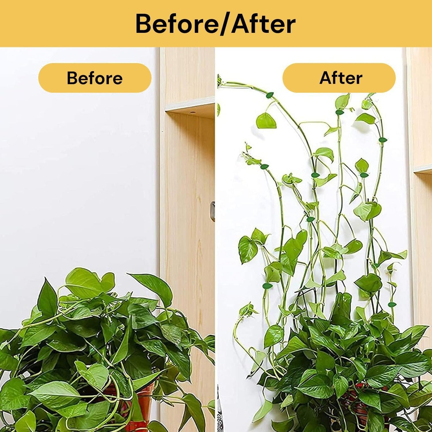 EZONEDEAL 10Pcs Plant Climbing Wall Fixture Clips with Acrylic Adhesive Sticker Plant Fixer Invisible Wall Vines Fixing Clips Self-Adhesive Hook Plant Vine Traction for Indoor Outdoor Decoration image number 4