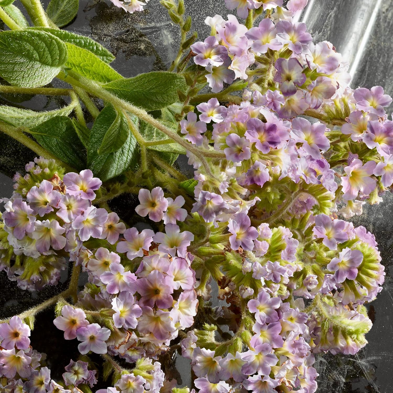 Q Intense by Dolce and Gabbana for Women - 1 Oz EDP Spray image number 1