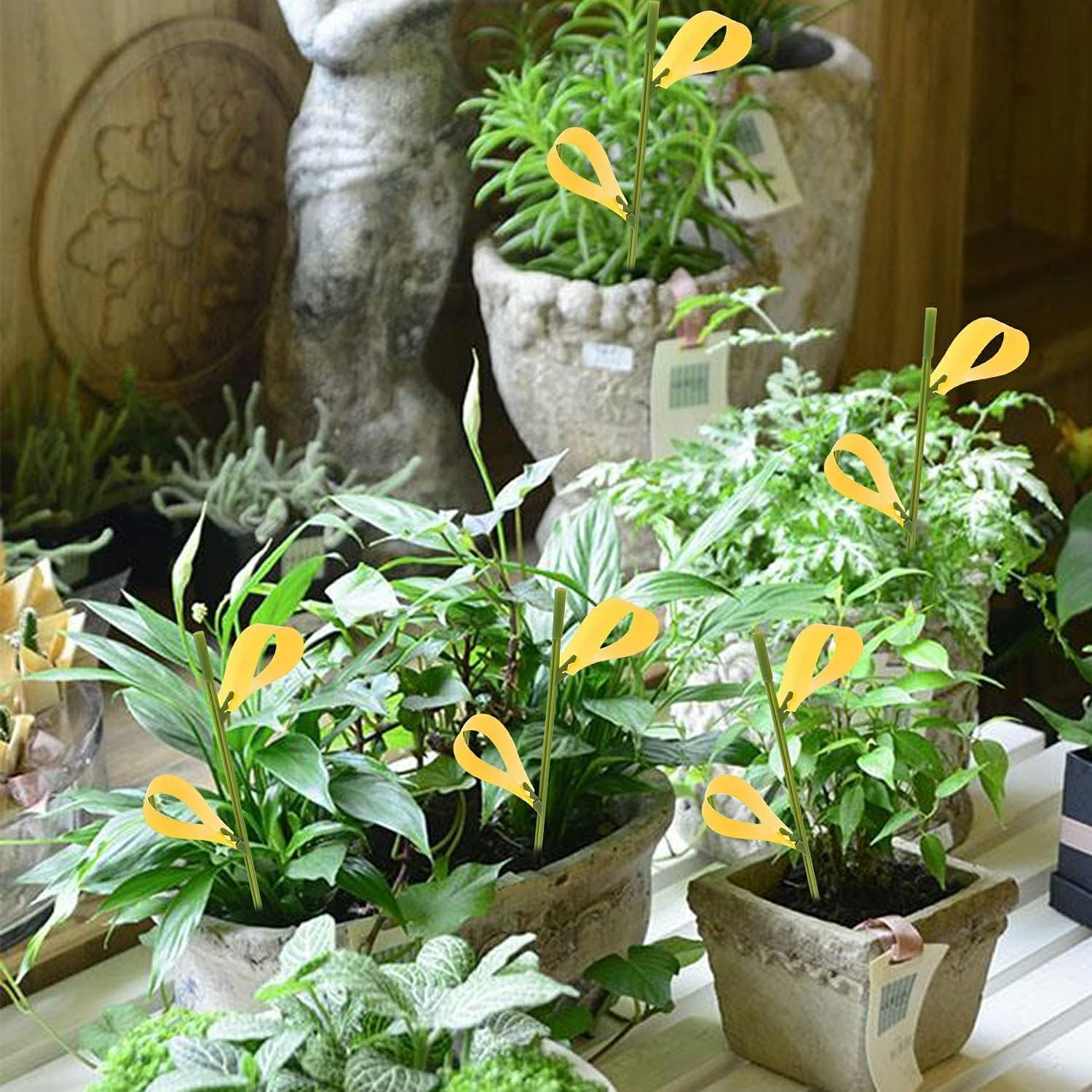 Sticky Traps 40Pcs Fruit Fly Sticky Traps and Fungus Gnat Traps for Plants, Flying Insect Trap Sticky Sticks, Yellow Sticky Insect Traps Disposable Glue Traps for White Flies, Mosquitos, Fungus Gnats image number 5