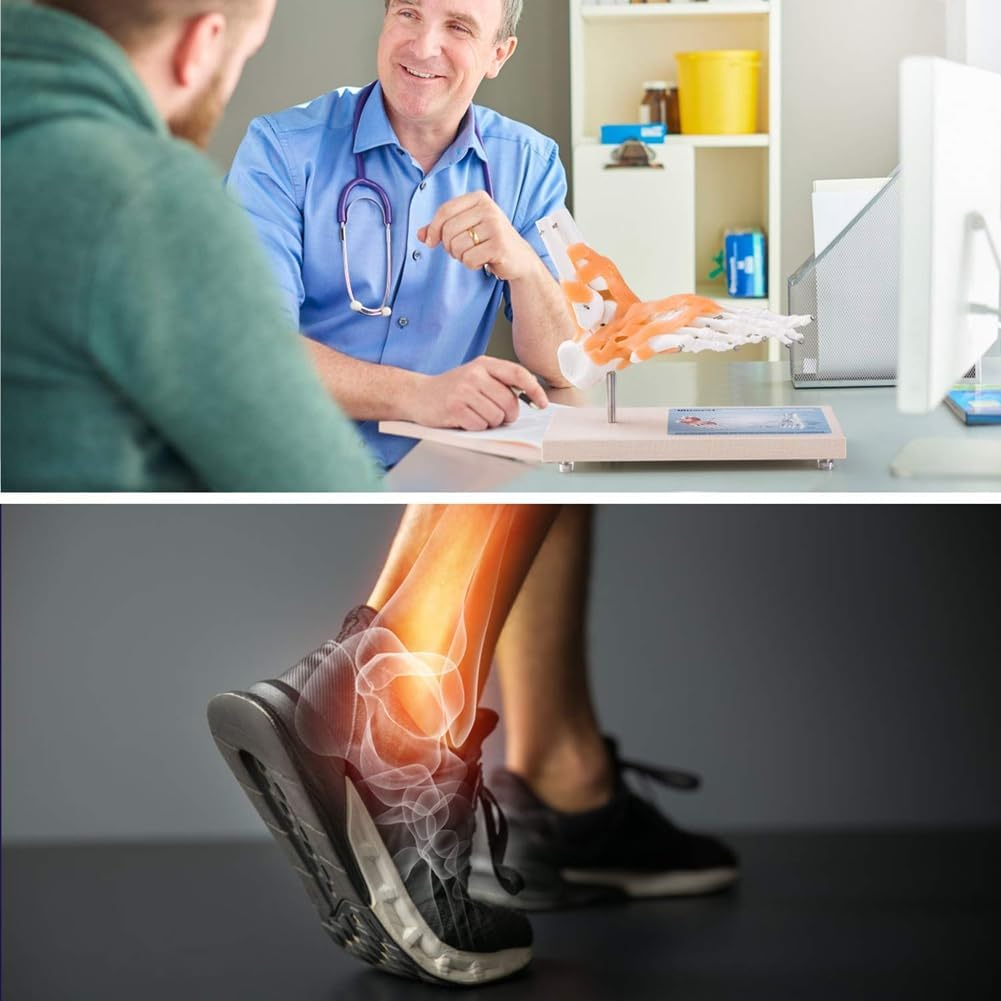 Aribrnten Foot Joint Model with Ligaments Human Anatomy Model, Life Size, as Shown PVC 1 Piece image number 1